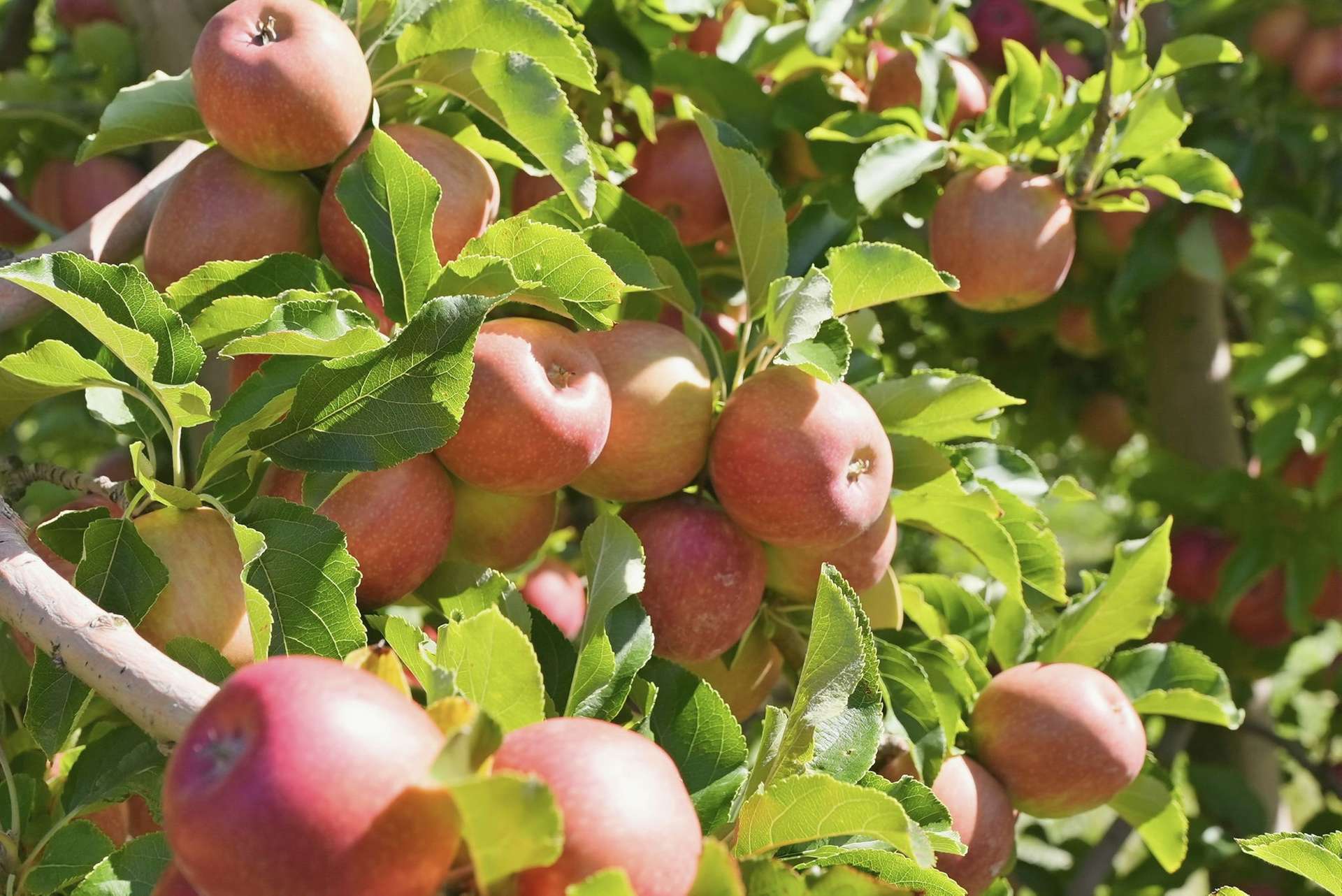 161 John Lees Drive, Dilston For Sale by Farmbuy.com - image 24