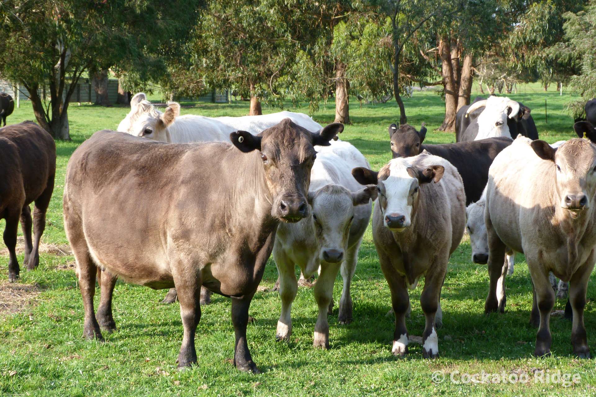 96 Rudgyard Place, Hay For Sale by Farmbuy.com - image 10