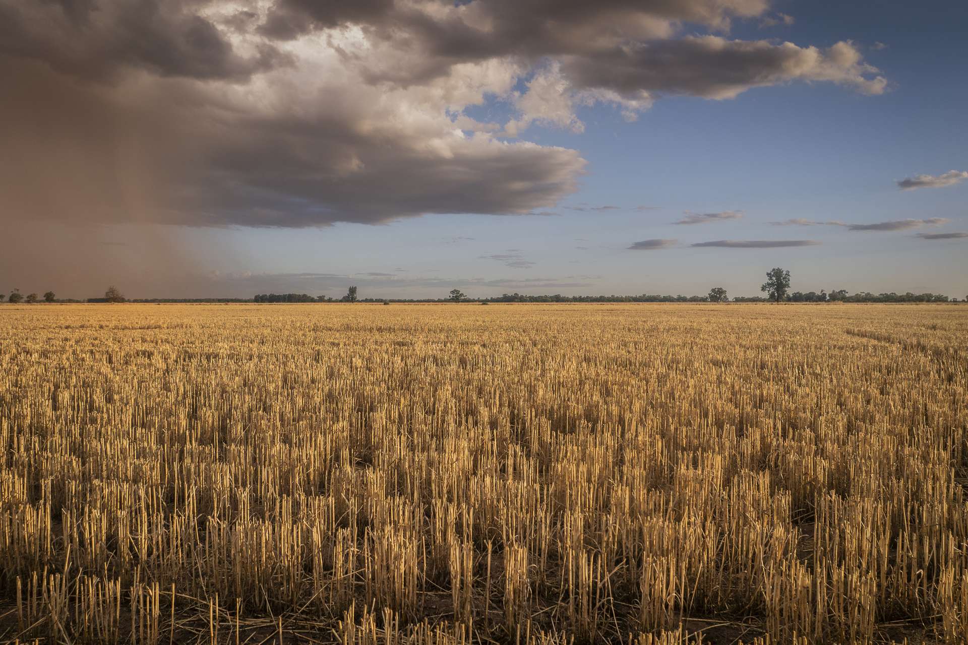 1048 Wyanga Road, Narromine Auction by Farmbuy.com - image 3