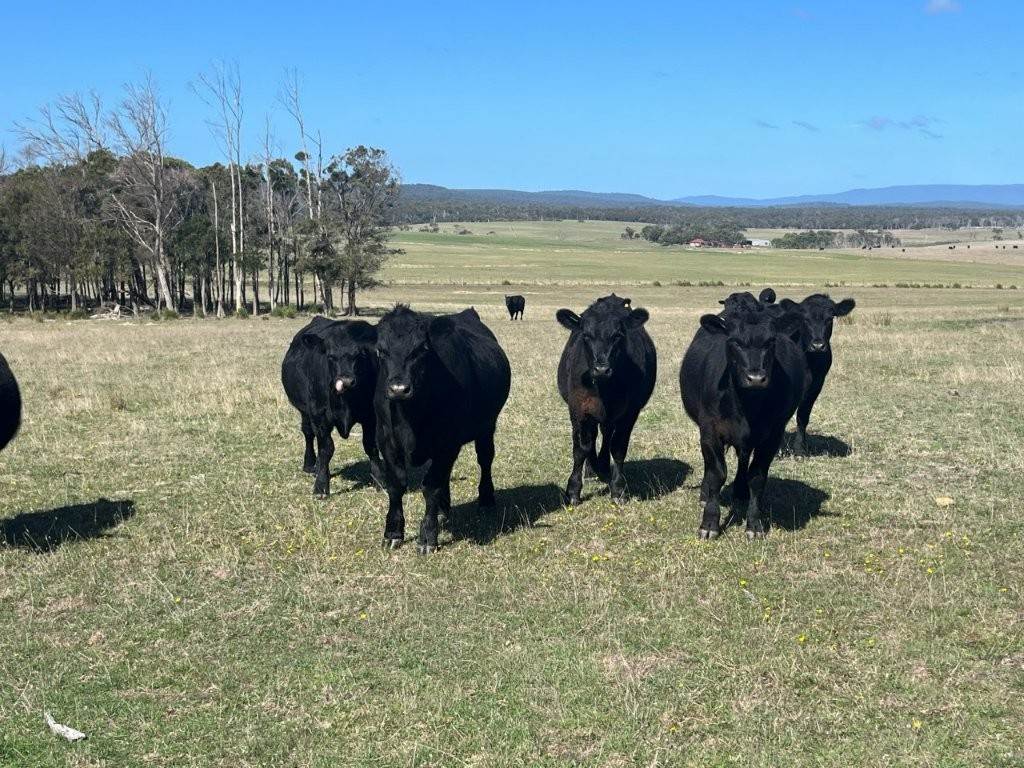 559 North Ansons Road, Gladstone For Sale by Farmbuy.com - image 7