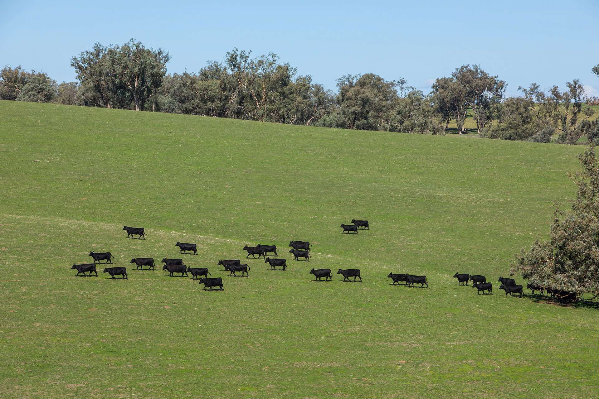 7440 Hume Highway, Jugiong Auction by Farmbuy.com - image 4