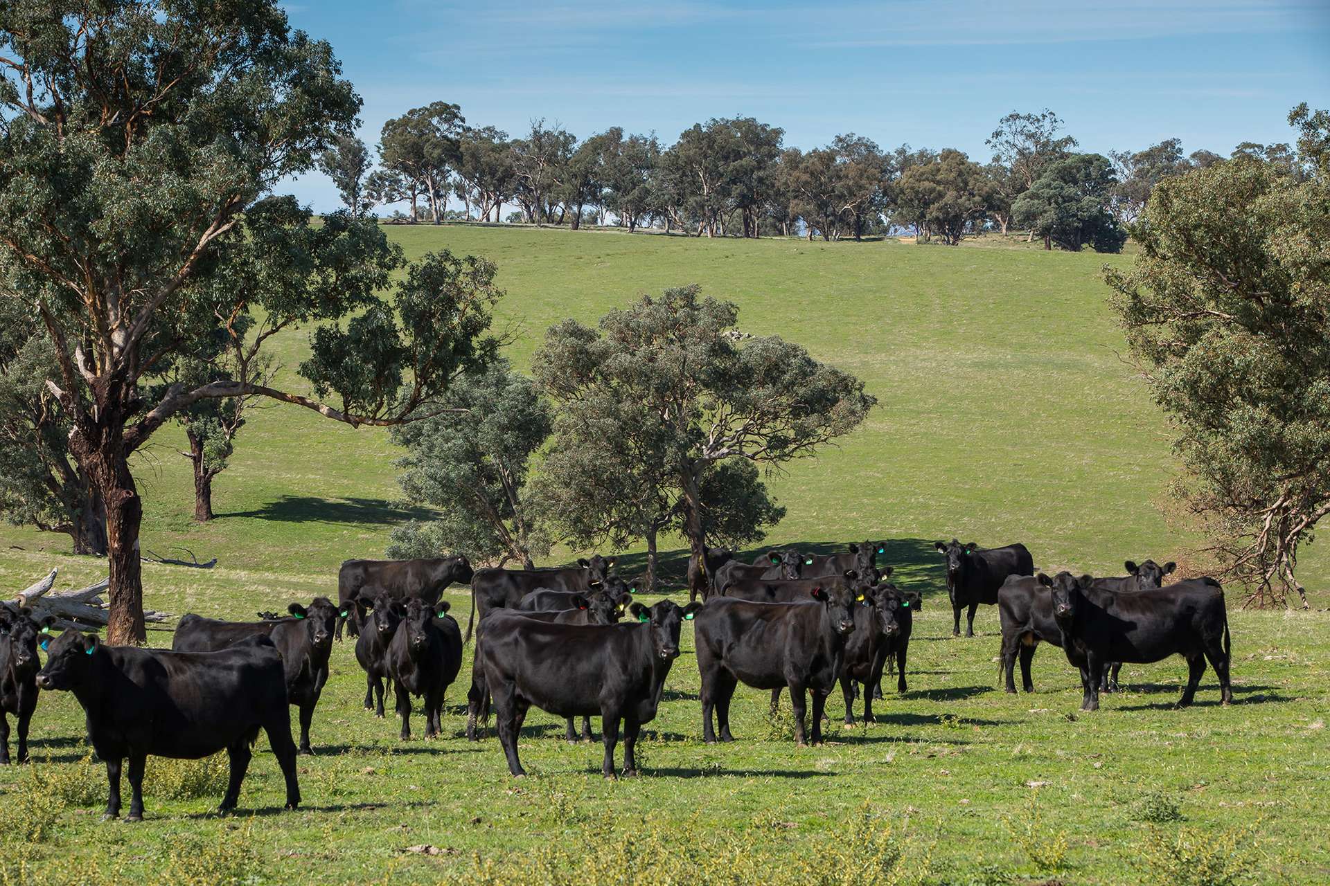 7440 Hume Highway, Jugiong Auction by Farmbuy.com - image 12
