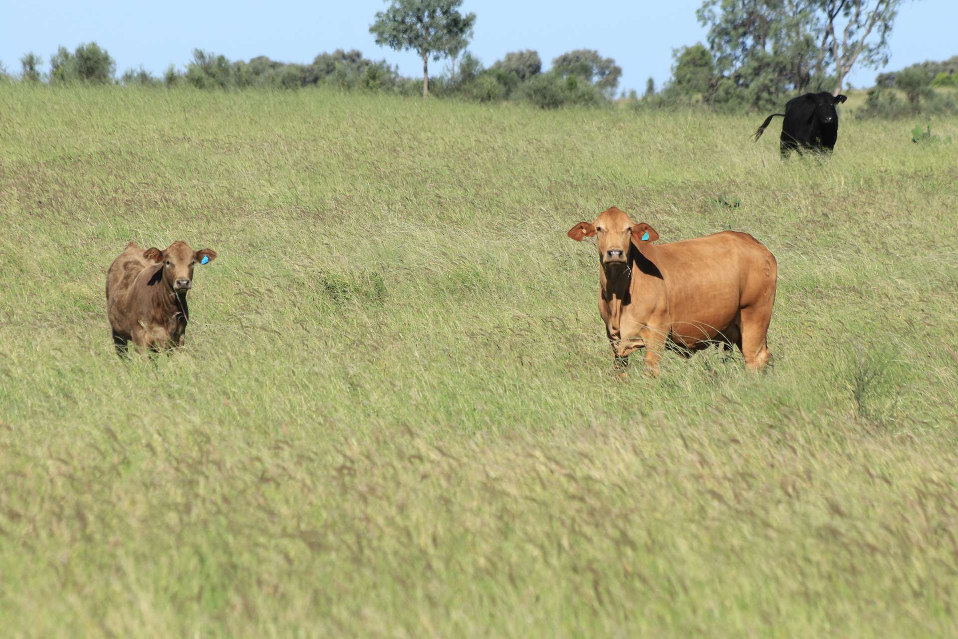 564 ORALLO ROAD, Roma Auction by Farmbuy.com - image 24