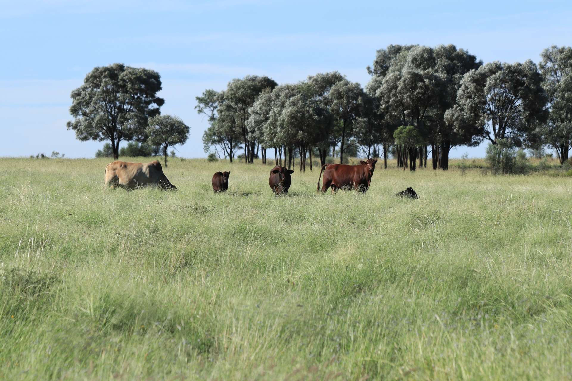 564 ORALLO ROAD, Roma Auction by Farmbuy.com - image 15