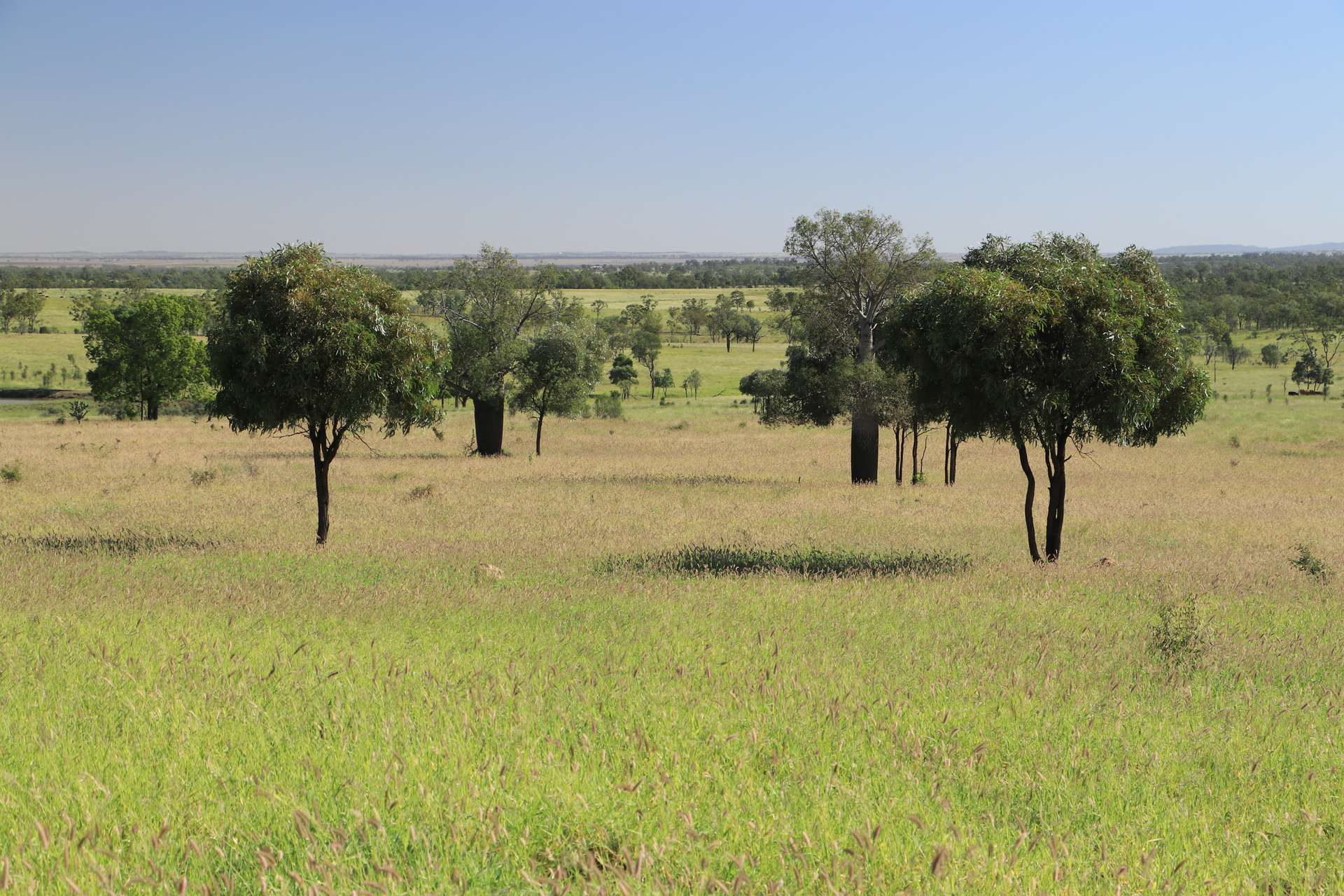 564 ORALLO ROAD, Roma Auction by Farmbuy.com - image 13