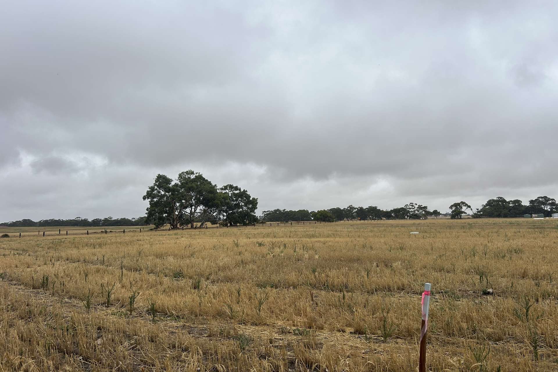 Lot 202,  Schultz Road, Tintinara For Sale by Farmbuy.com - image 6