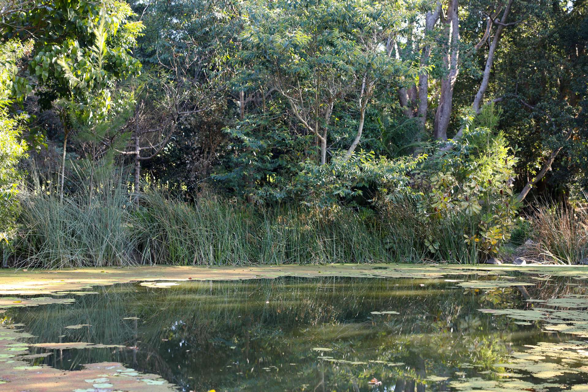 Cooroy Mountain For Sale by Farmbuy.com - image 30