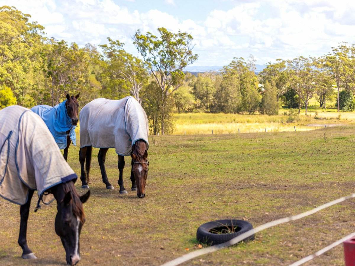 16 Ruprechts Road, Mitchells Island For Sale by Farmbuy.com - image 19