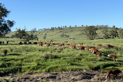 Hillgrove&comma; 2851 Napier Lane, Nombi NSW 2379