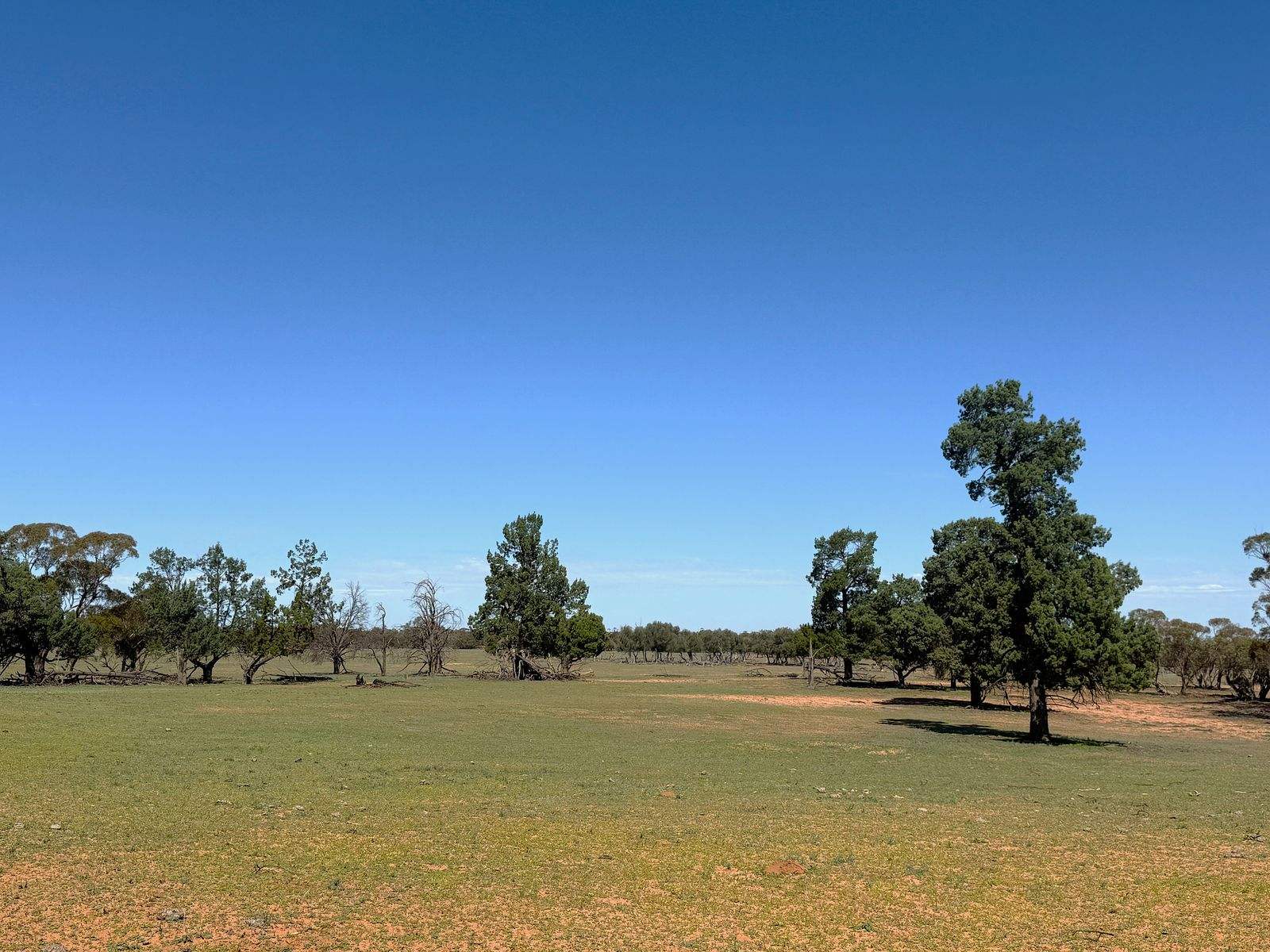 'Pinewood' Wentworth/Pooncarie Road, Wentworth For Sale by Farmbuy.com - image 7