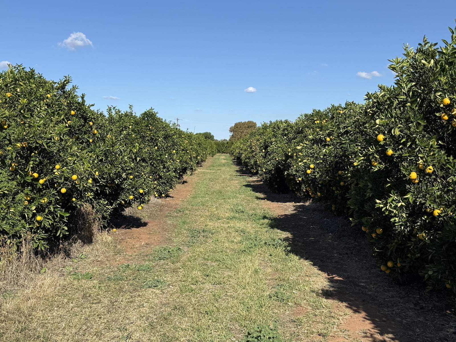 71 Bonomi Road, Willbriggie For Sale by Farmbuy.com - image 22