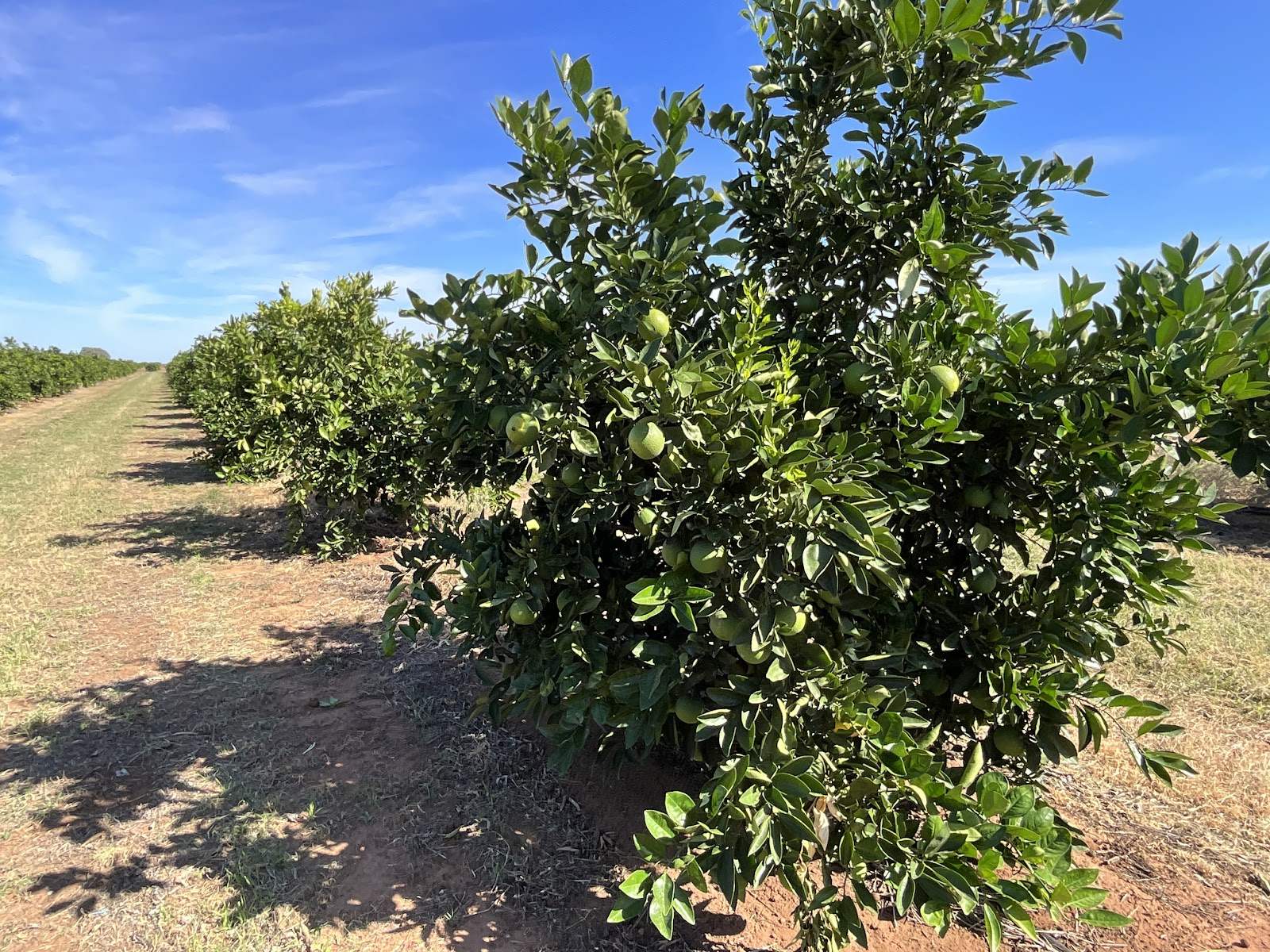 71 Bonomi Road, Willbriggie For Sale by Farmbuy.com - image 12