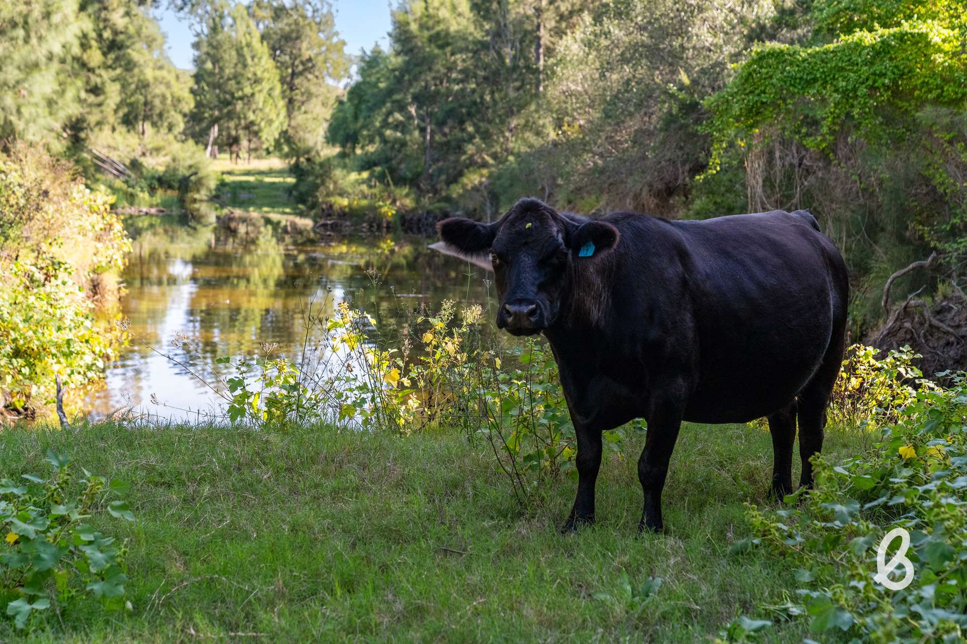 581 Glendonbrook Road, Glendon Brook For Sale by Farmbuy.com - image 31