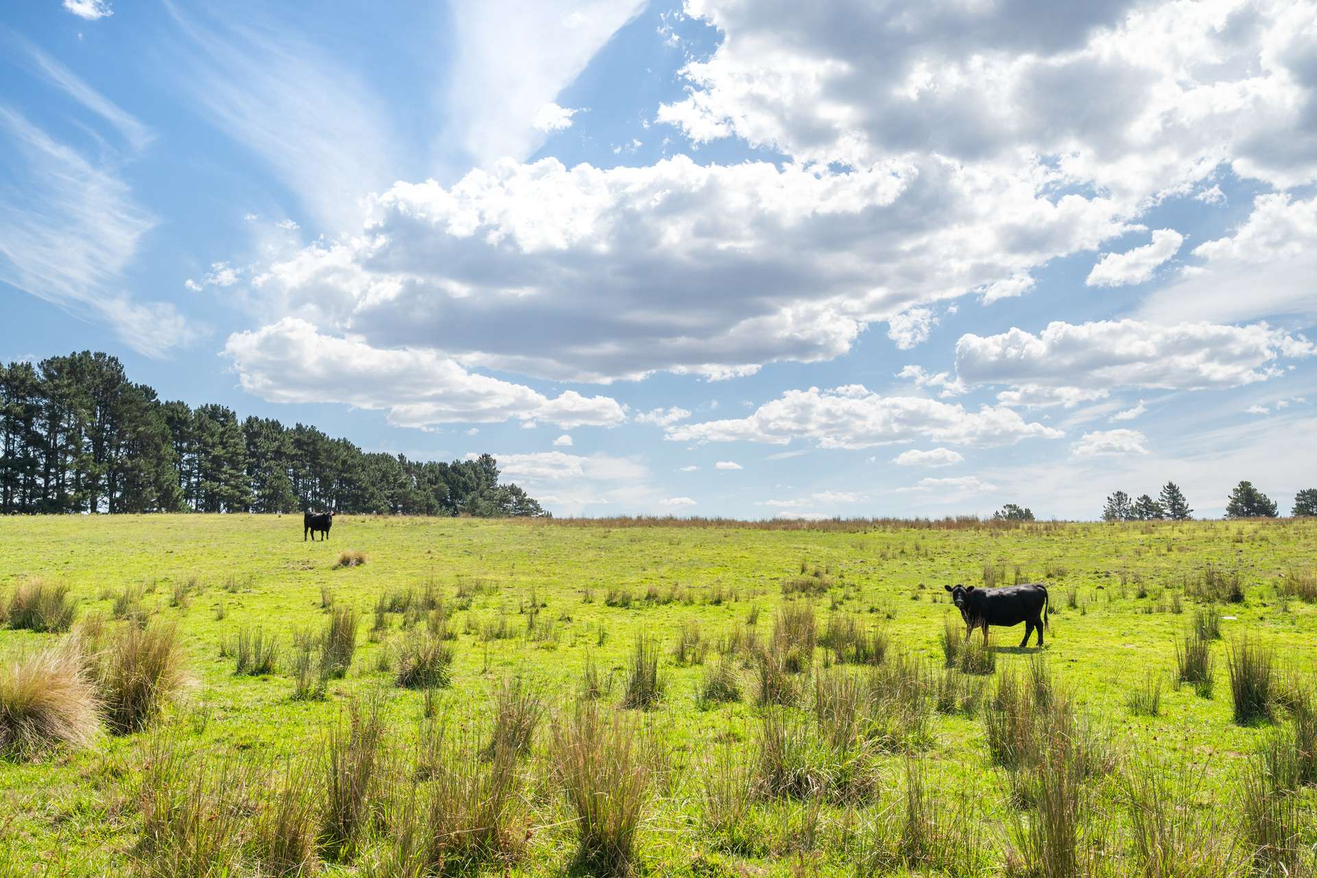 1149 Charleys Forest, Braidwood For Sale by Farmbuy.com - image 3