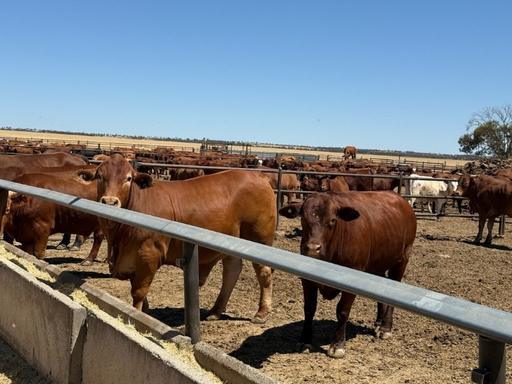 Wongawol, Wiluna WA 6646