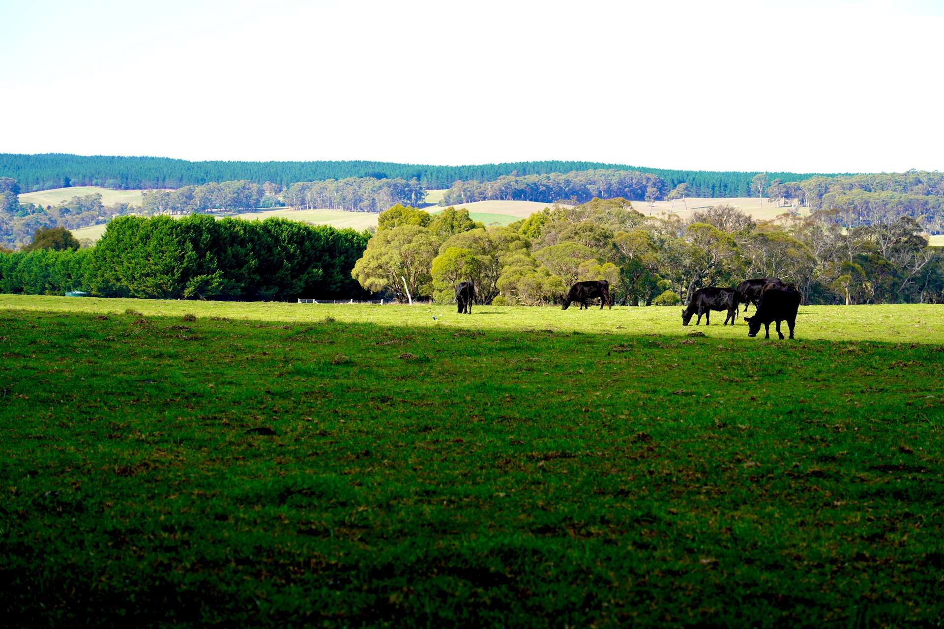 383 Mozart Road, Mozart For Sale by Farmbuy.com - image 24