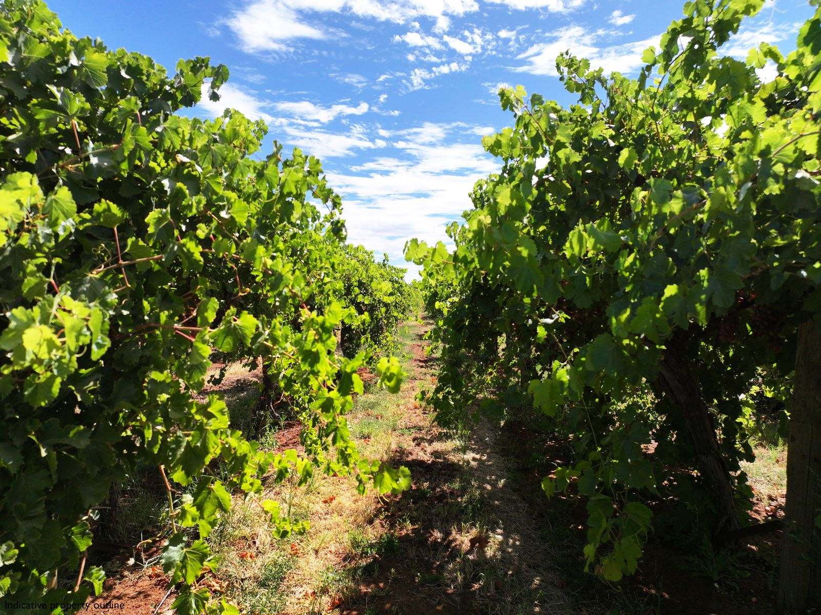 237 Seventh Street & 174 Cowanna Avenue, Merbein South For Sale by Farmbuy.com - image 5