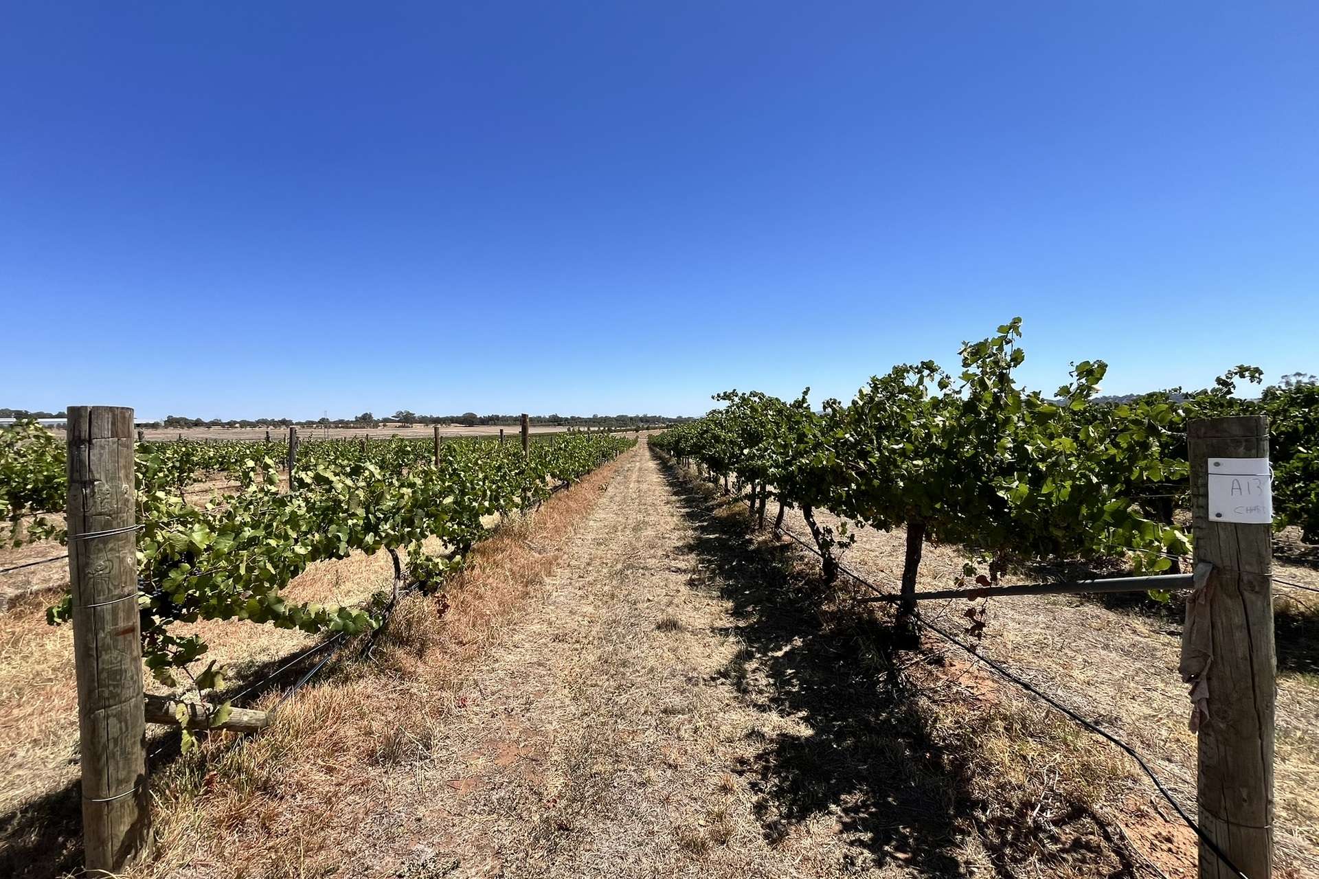 Lot 10 Chardonnay Lane, Cowra For Sale by Farmbuy.com - image 7