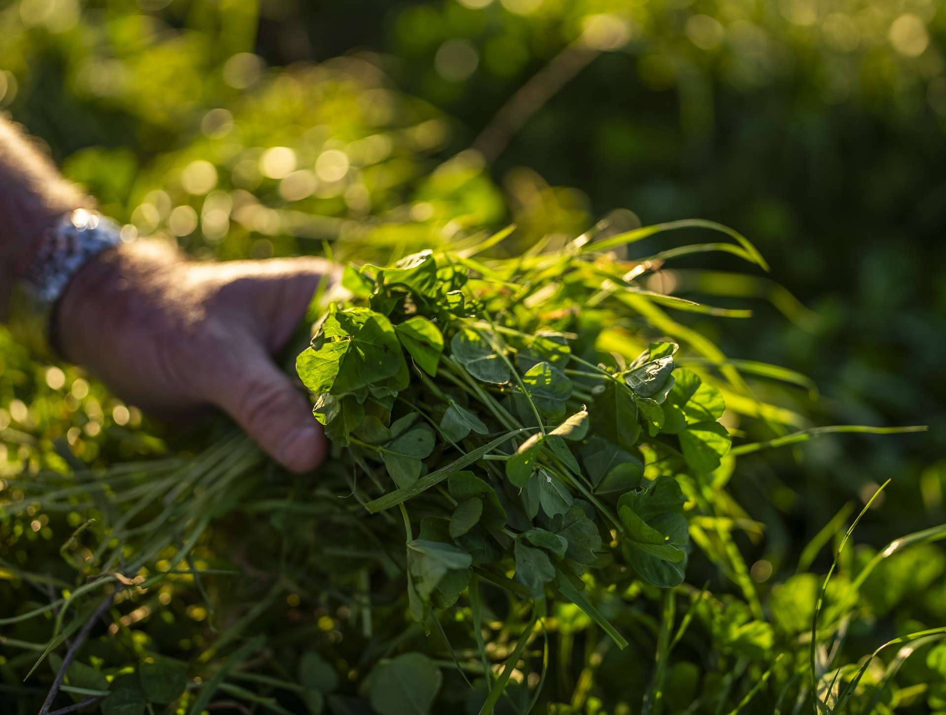 Tarana Auction by Farmbuy.com - image 10