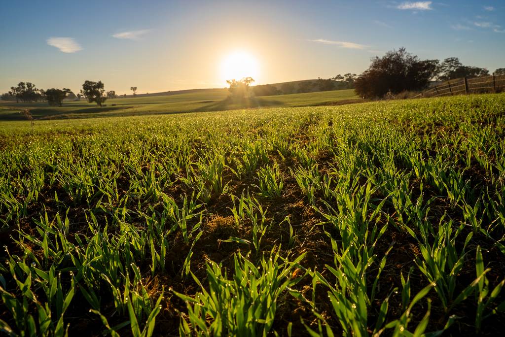 1629 Darby Falls Road, Cowra NSW 2794