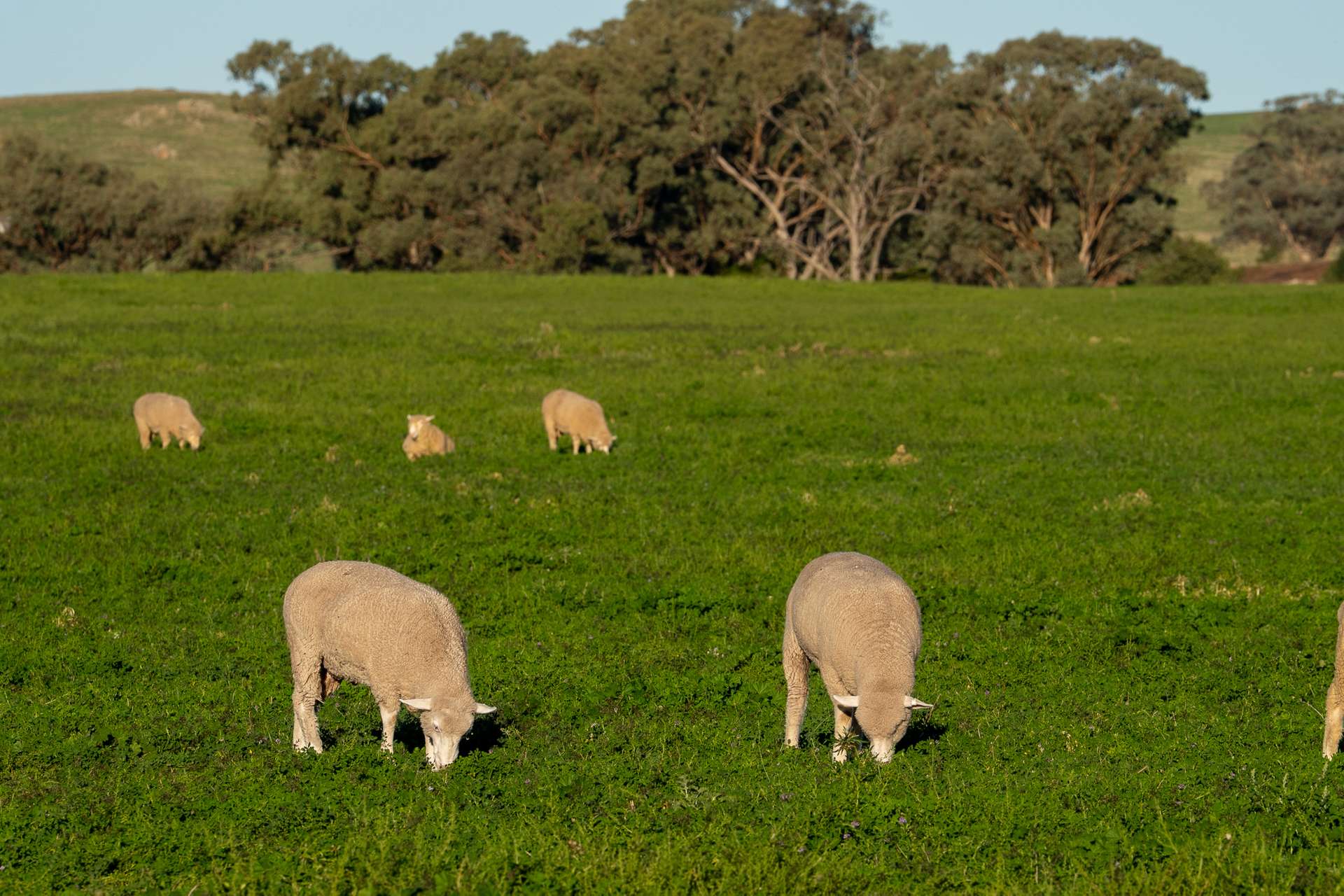 1629 Darby Falls Road, Cowra Auction by Farmbuy.com - image 11