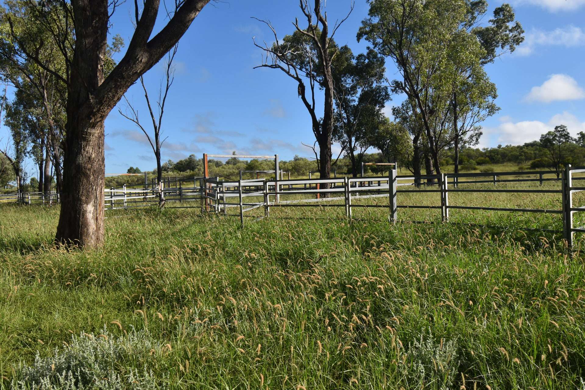 5074 Alpha Tambo Road, Alpha Auction by Farmbuy.com - image 9