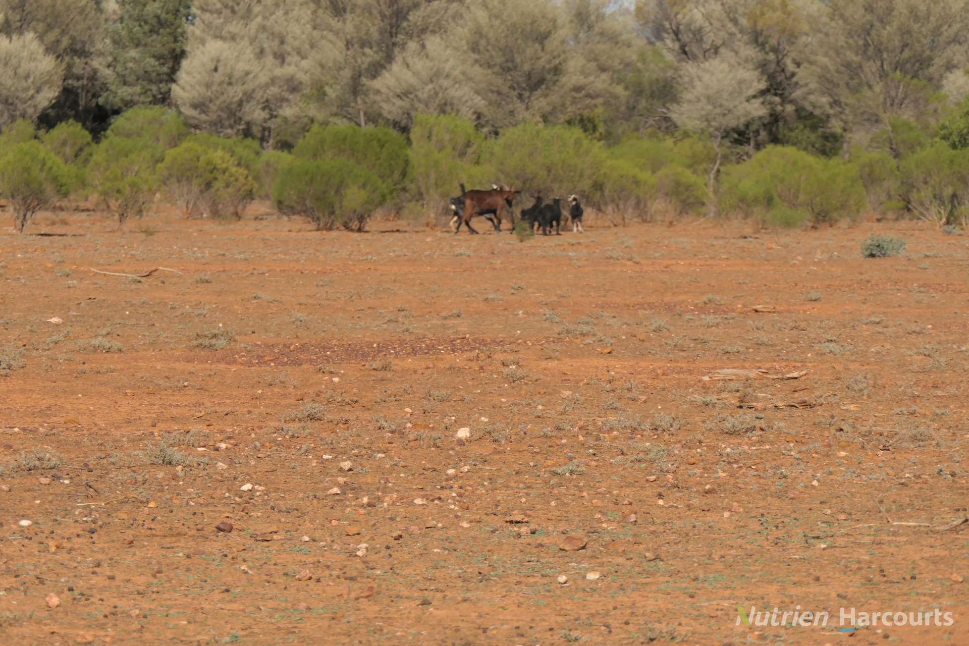 27 Singleton Drive, Cobar Auction by Farmbuy.com - image 10
