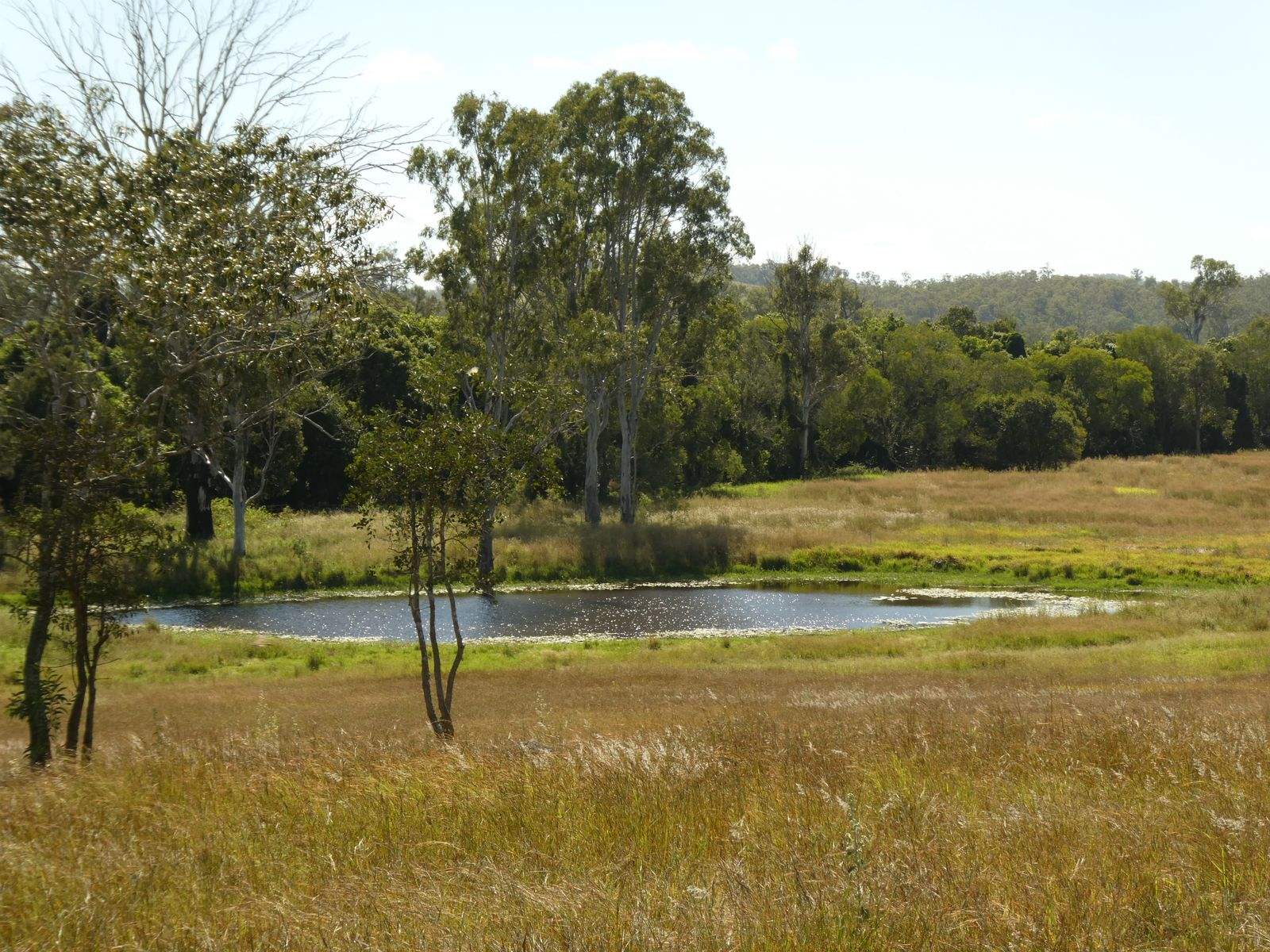 Lot 31 Brooweena Woolooga Road, Teebar For Sale by Farmbuy.com - image 9