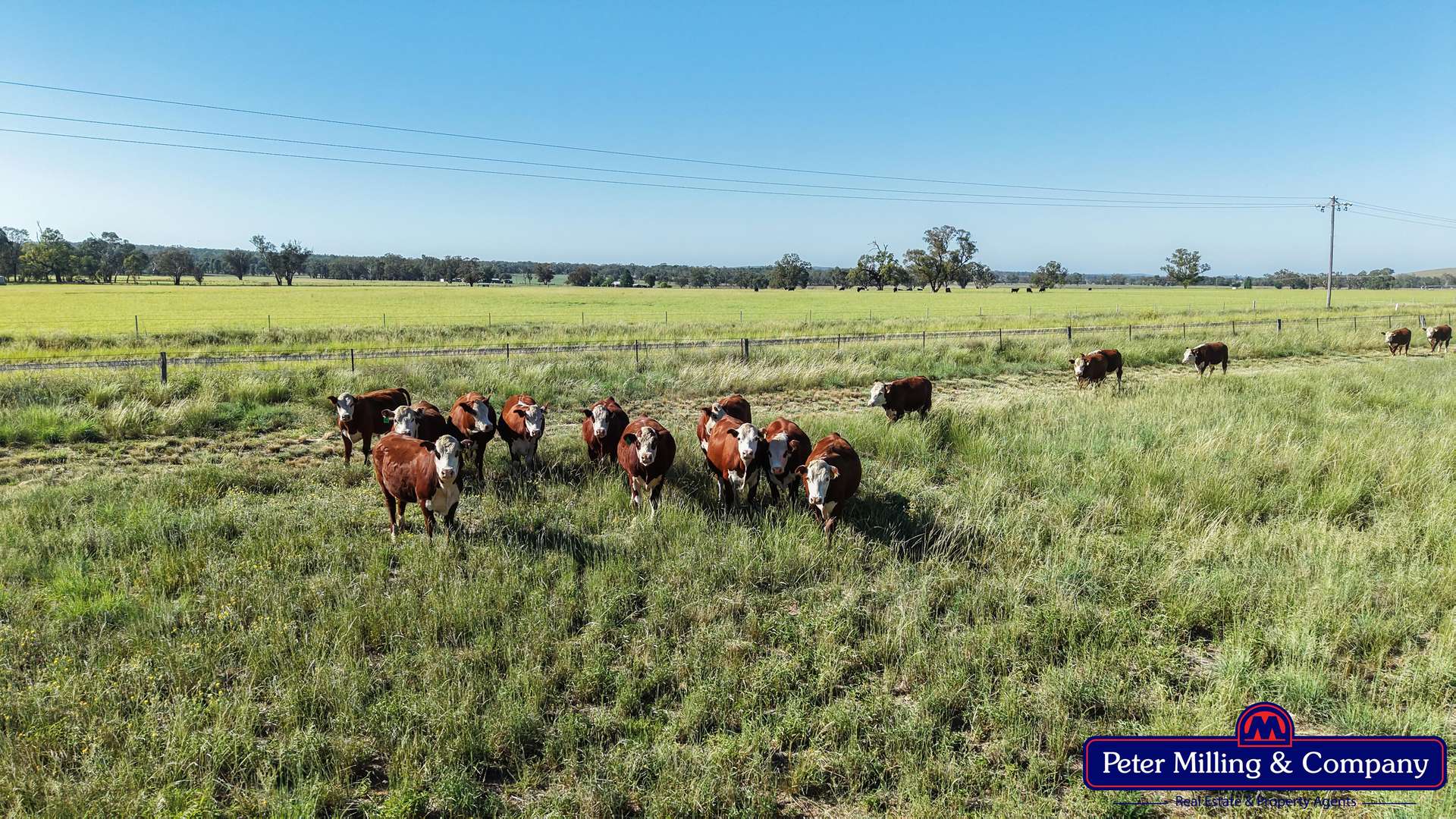 59 Piambra Road, Binnaway Auction by Farmbuy.com - image 17