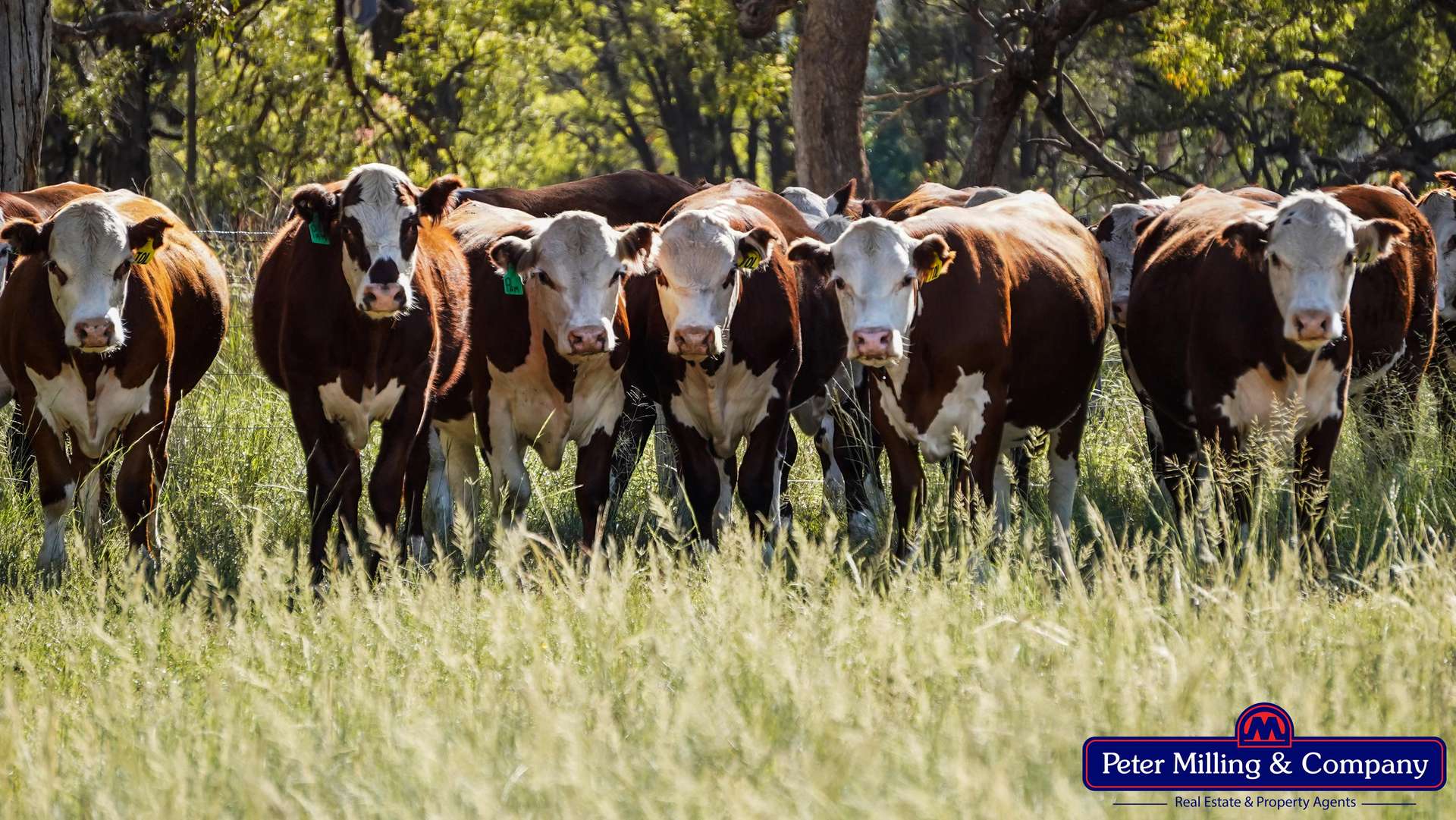 59 Piambra Road, Binnaway Auction by Farmbuy.com - image 1