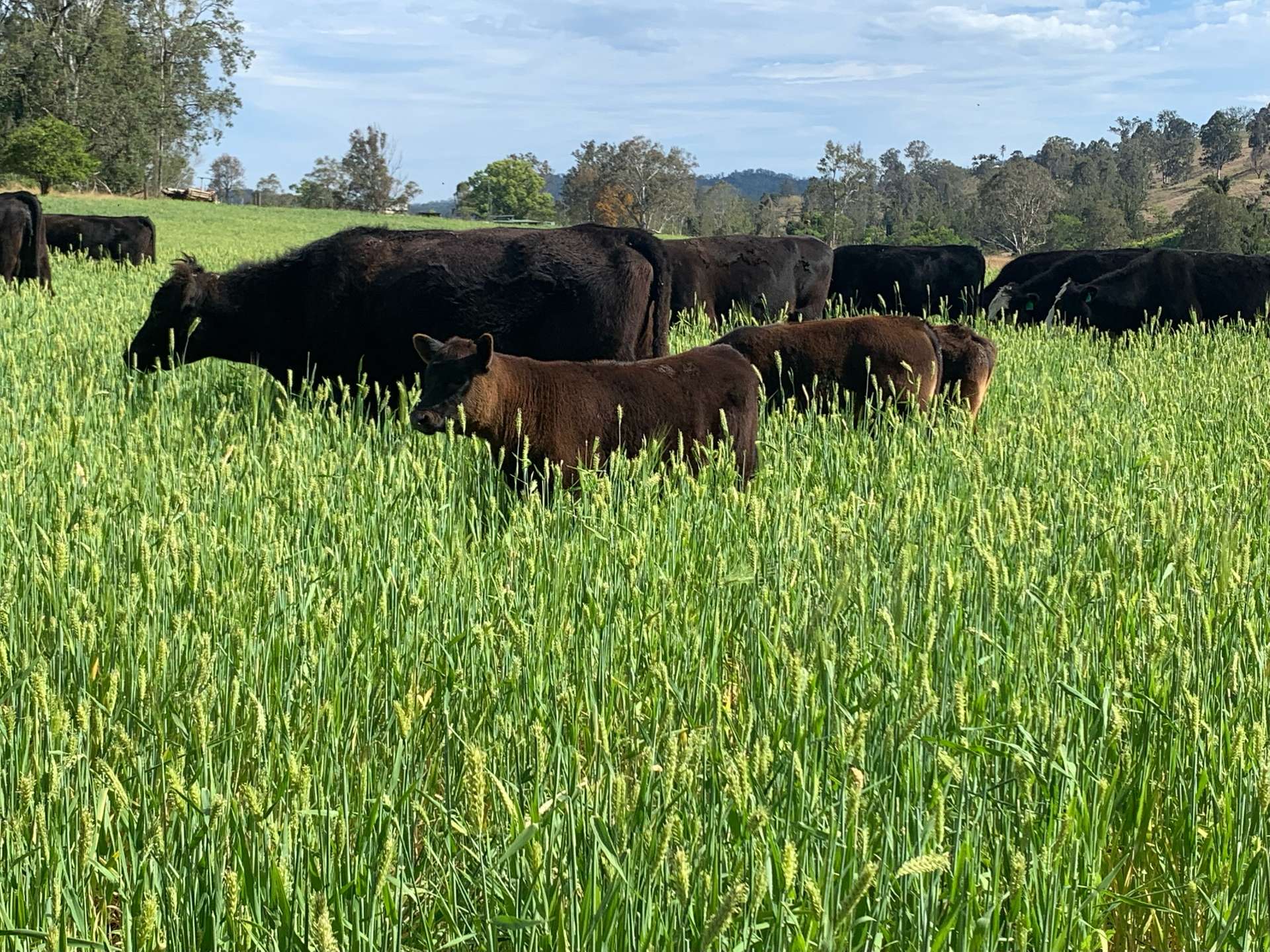 1050 Afterlee Road, Eden Creek For Sale by Farmbuy.com - image 30