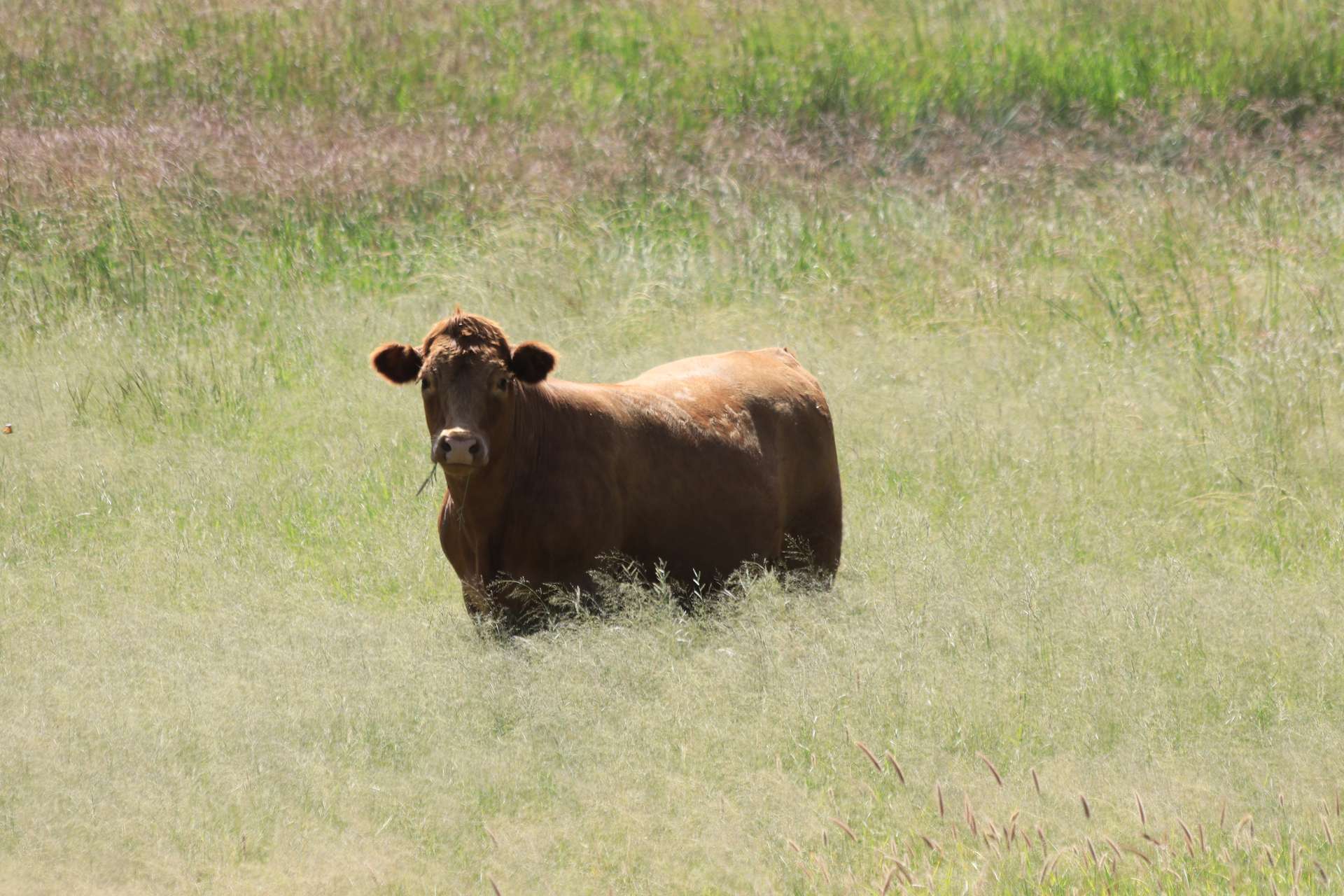 236 Tiger Scrub Road, Roma Auction by Farmbuy.com - image 13