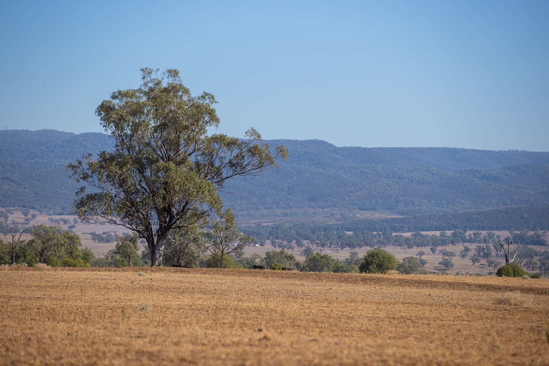 823 Eulourie Road, Bingara Auction by Farmbuy.com - image 23