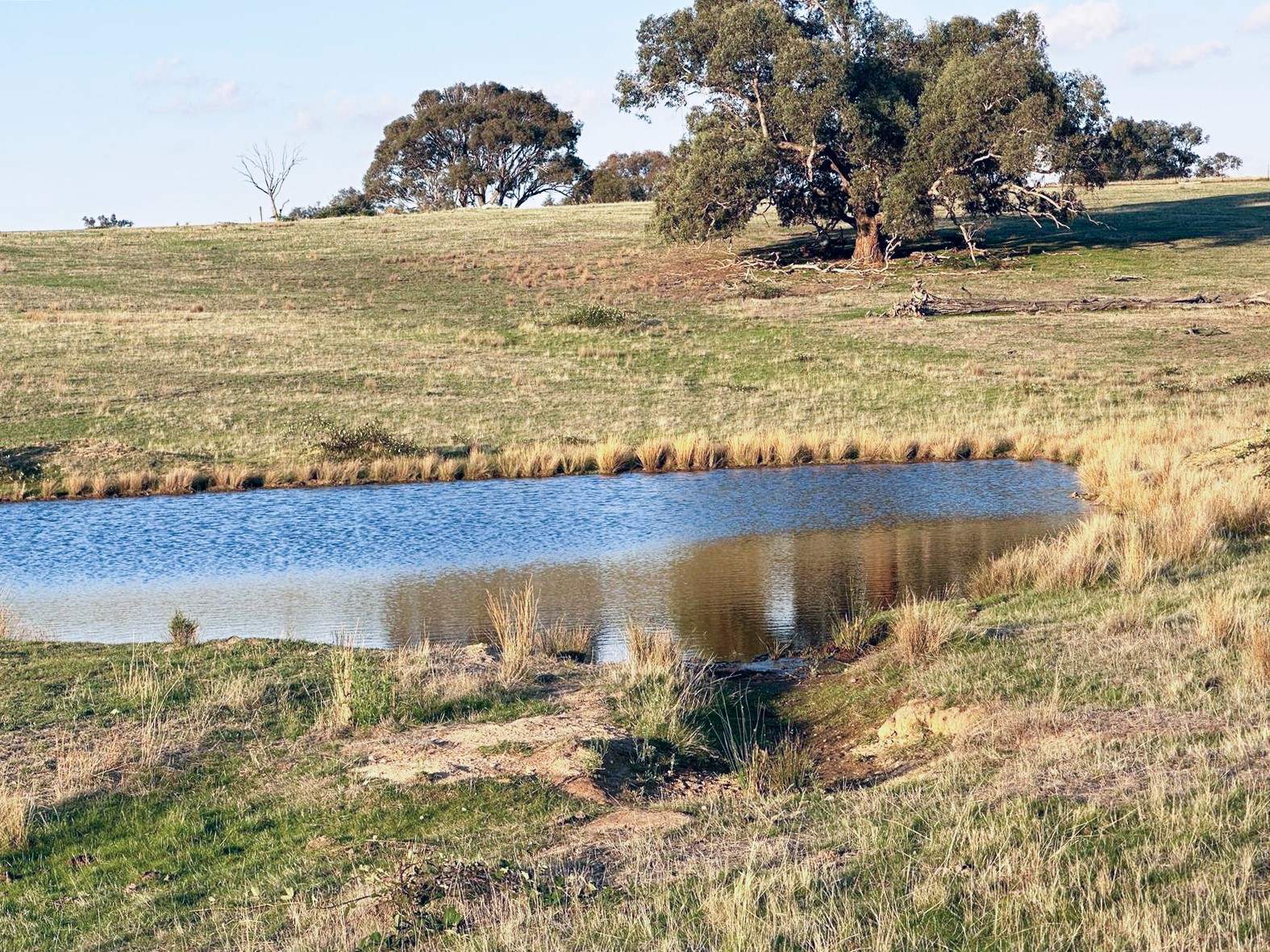 1277 Cheviot Hills Road, Wagga Wagga For Sale by Farmbuy.com - image 3