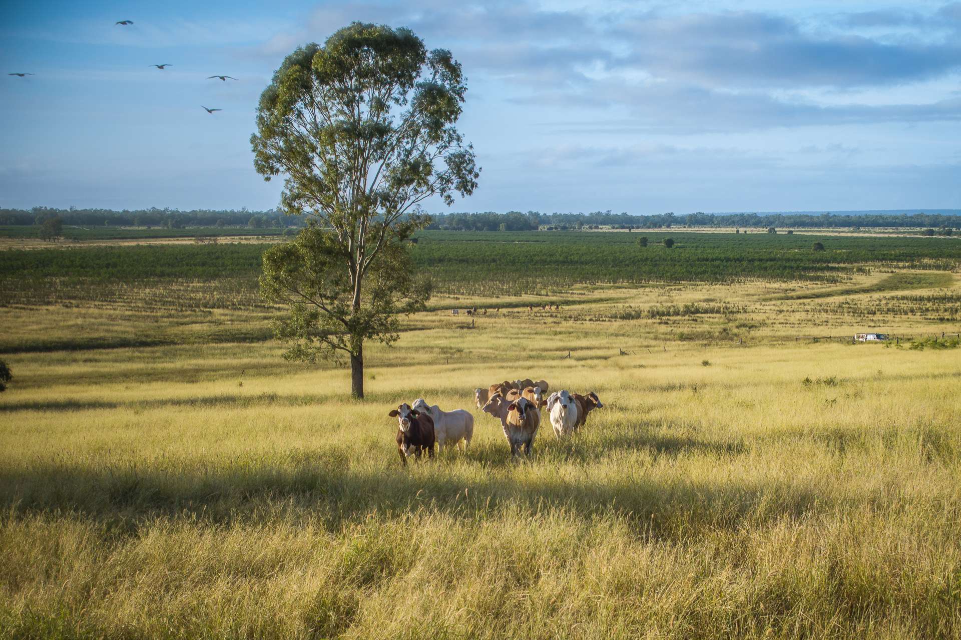 1727 Boombah Road, Mackenzie For Sale by Farmbuy.com - image 3