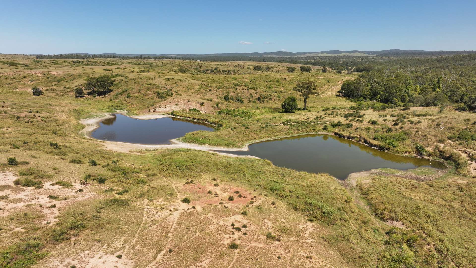 'Boomer' Rookwood Road, Gogango Tender by Farmbuy.com - image 9