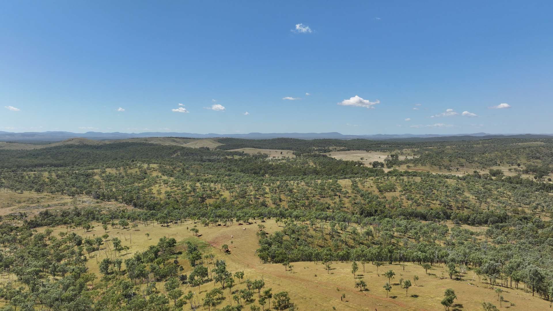 'Boomer' Rookwood Road, Gogango Tender by Farmbuy.com - image 17