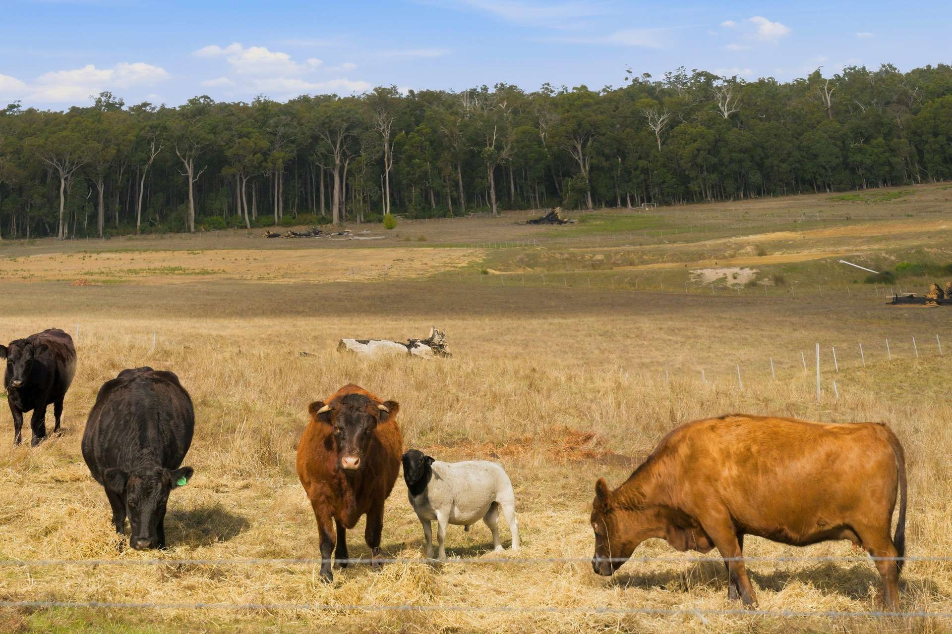 7397 Vasse Highway, Nannup For Sale by Farmbuy.com - image 26