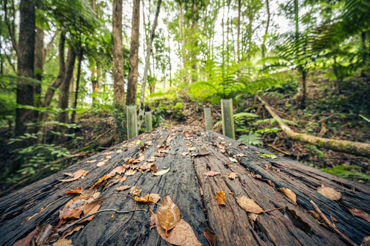 88 Gleniffer Road, Bellingen For Sale by Farmbuy.com - image 24