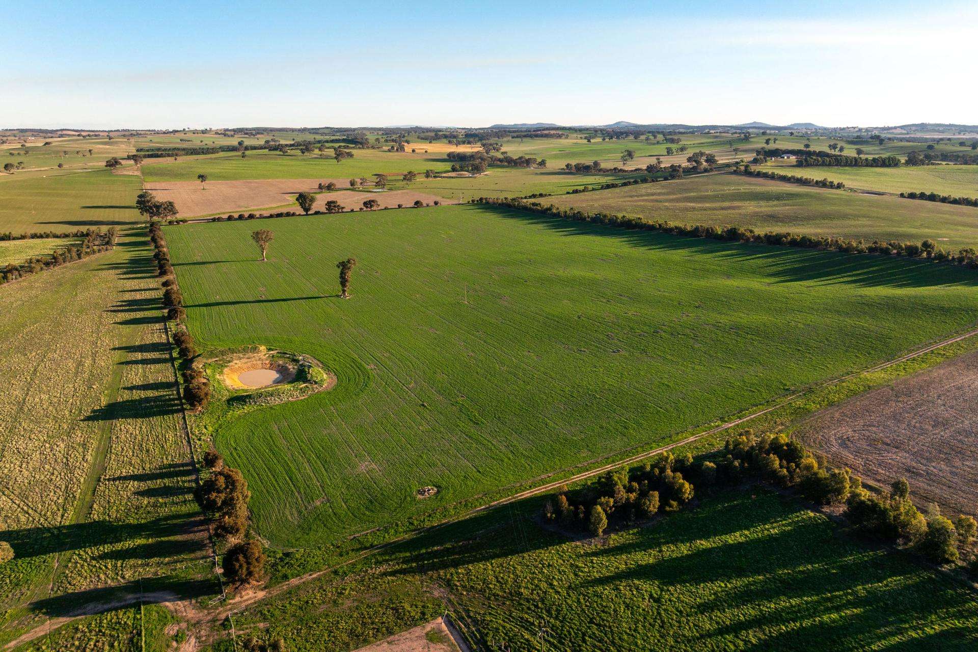 261 Paper Forest Road, Mangoplah Auction by Farmbuy.com - image 19