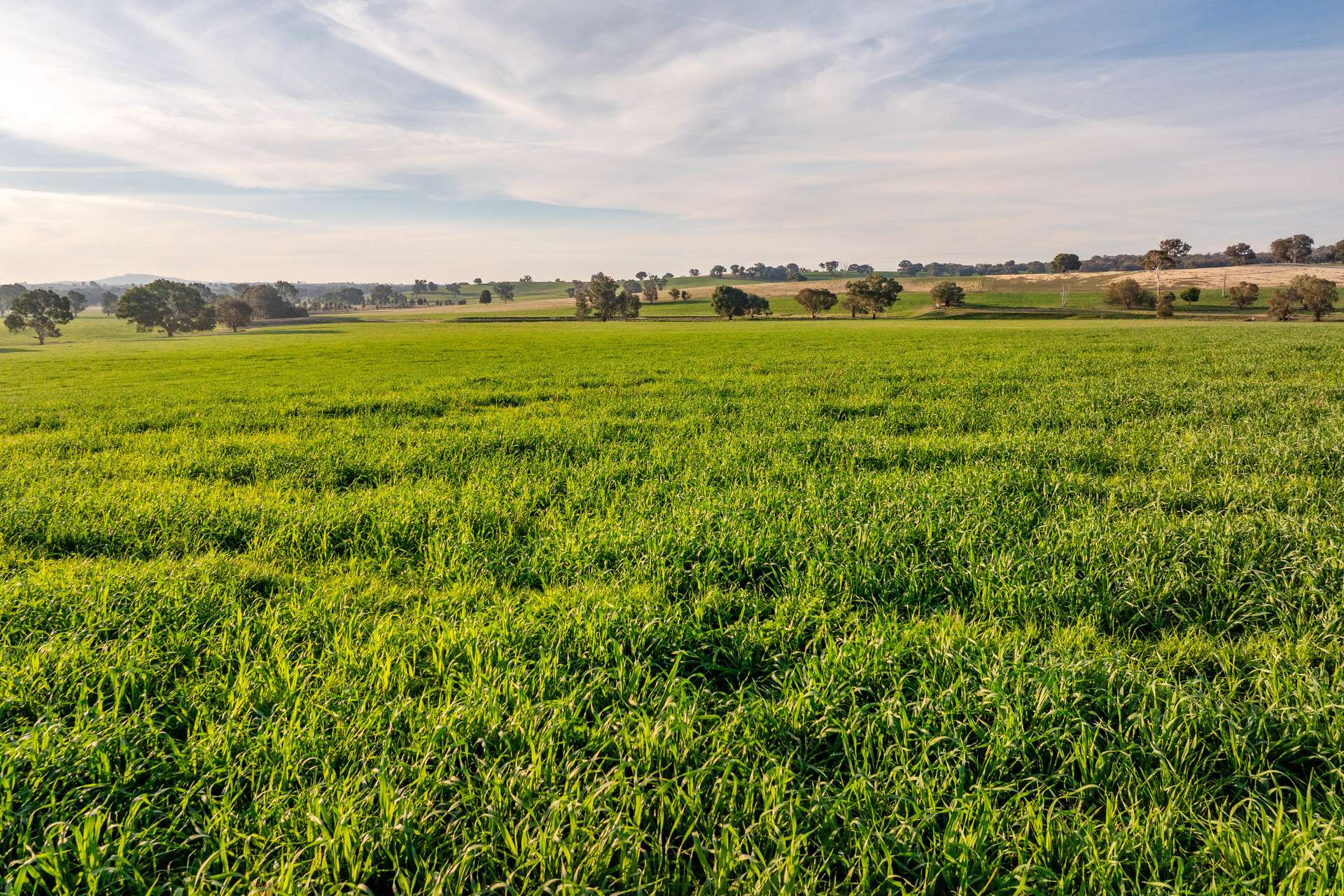 "KALOONA" Holbrook Road, Mangoplah Auction by Farmbuy.com - image 15