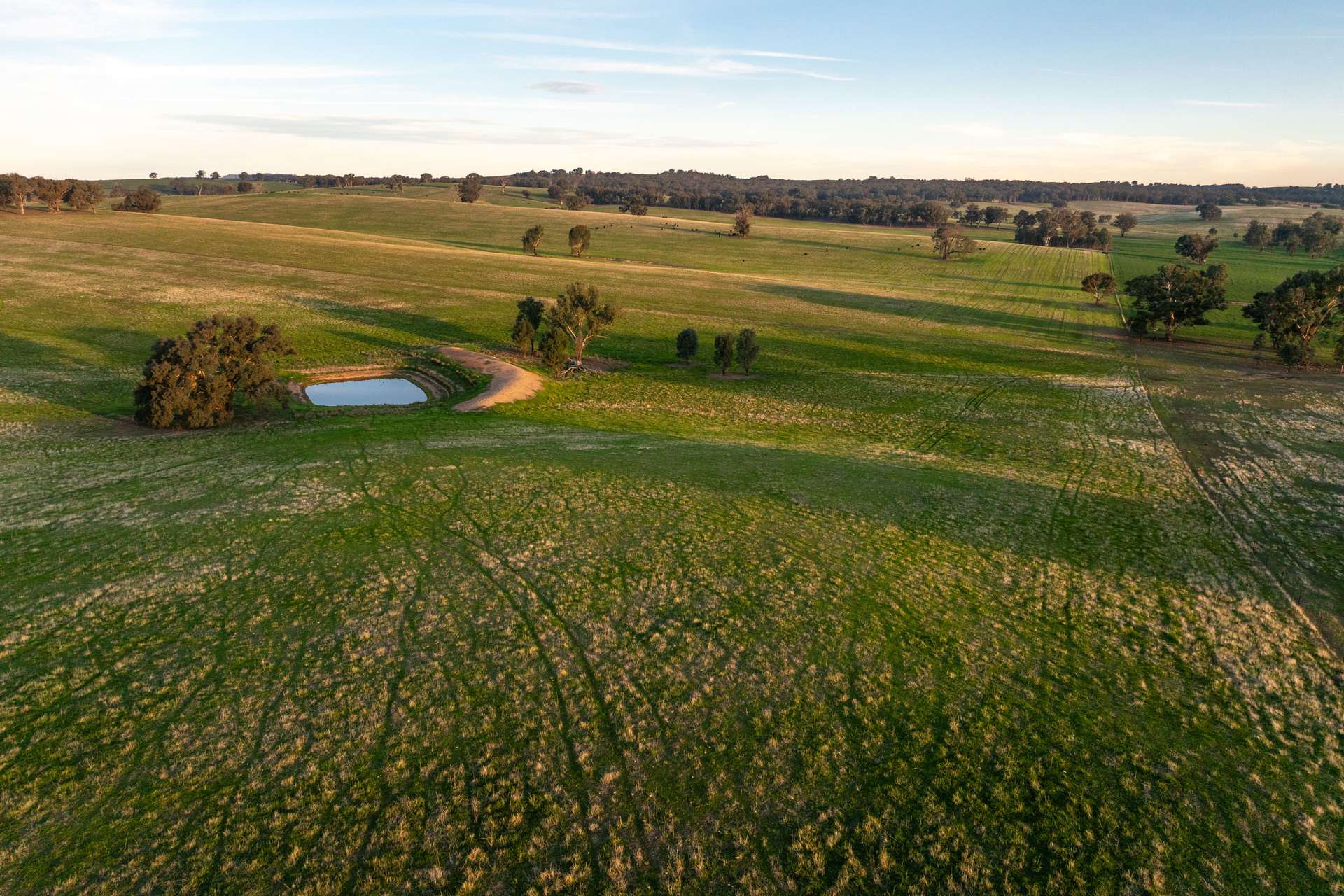 "KALOONA" Holbrook Road, Mangoplah Auction by Farmbuy.com - image 23