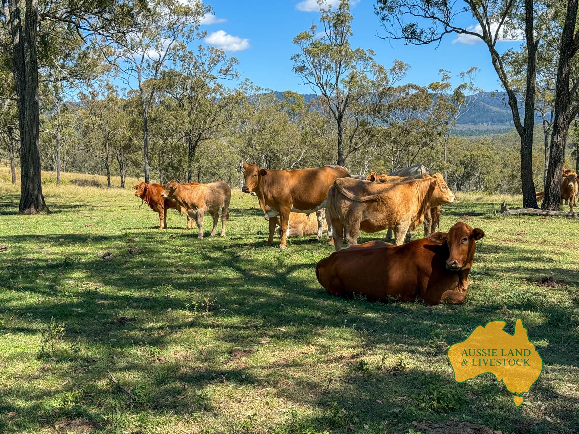 Lot 55, . TIM SHEA CREEK ROAD, Wengenville For Sale by Farmbuy.com - image 11