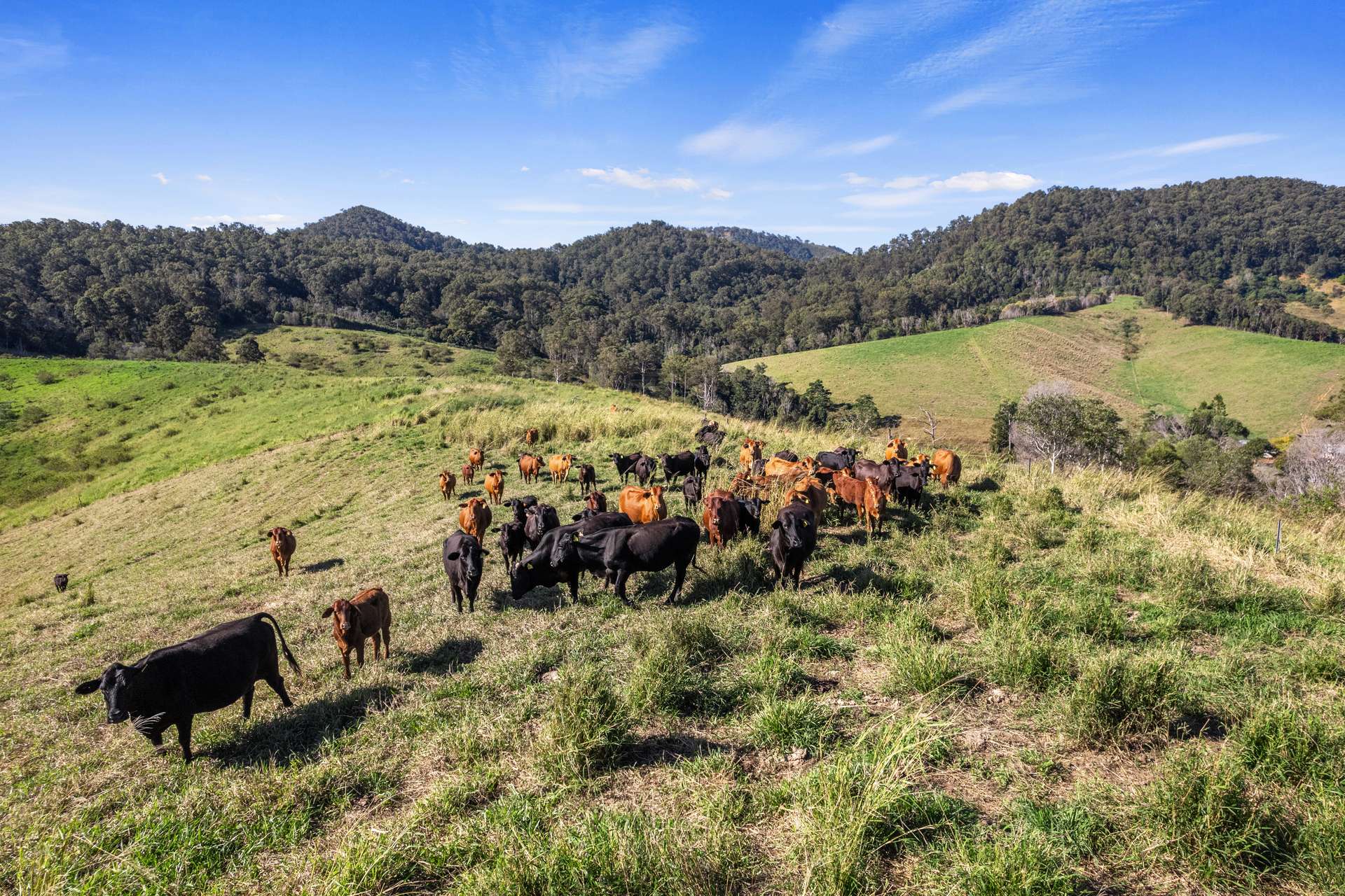 160 Buchanan Road, Goomboorian For Sale by Farmbuy.com - image 22