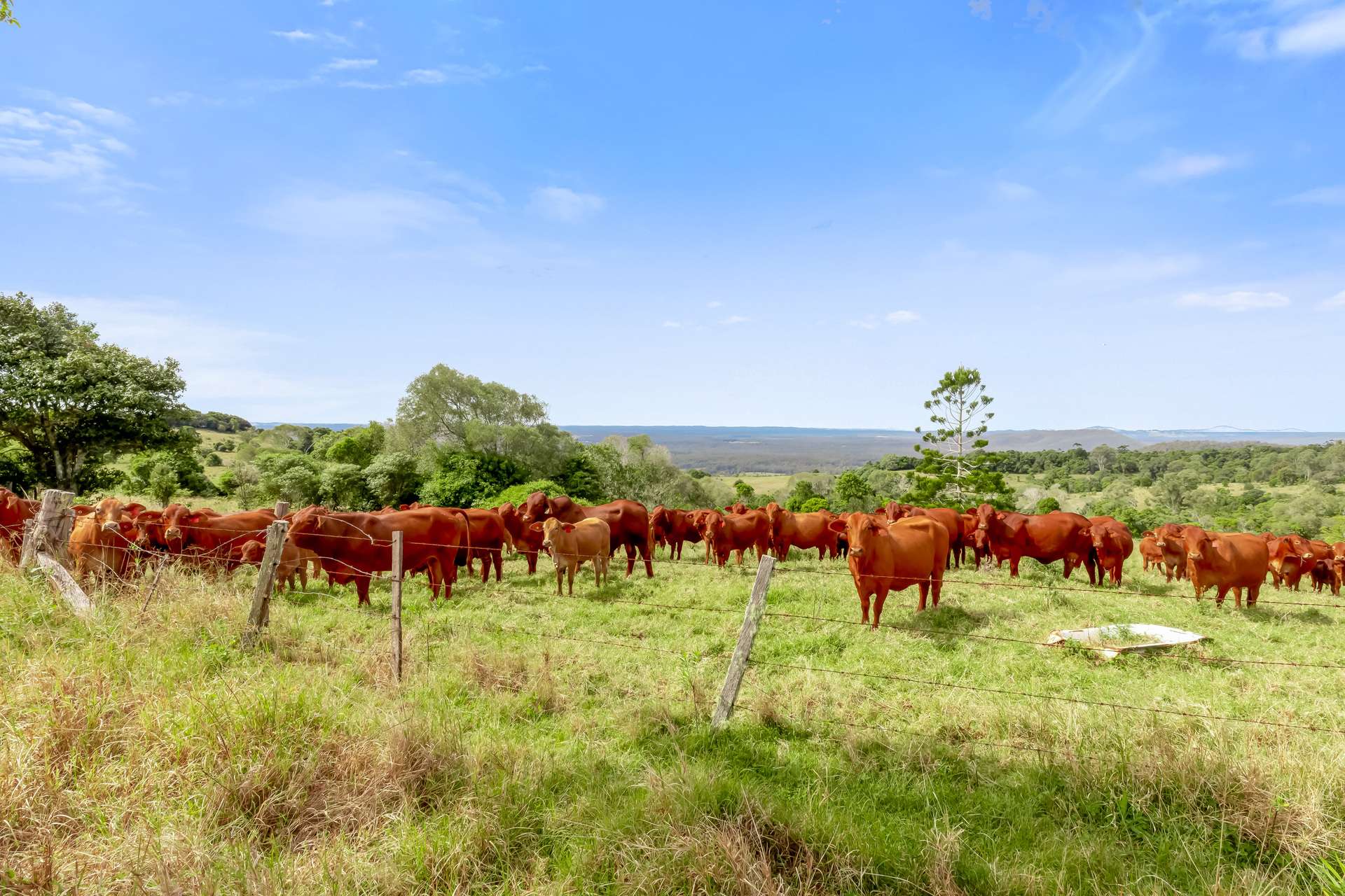 168 Repeater Station Road, Kanigan For Sale by Farmbuy.com - image 33