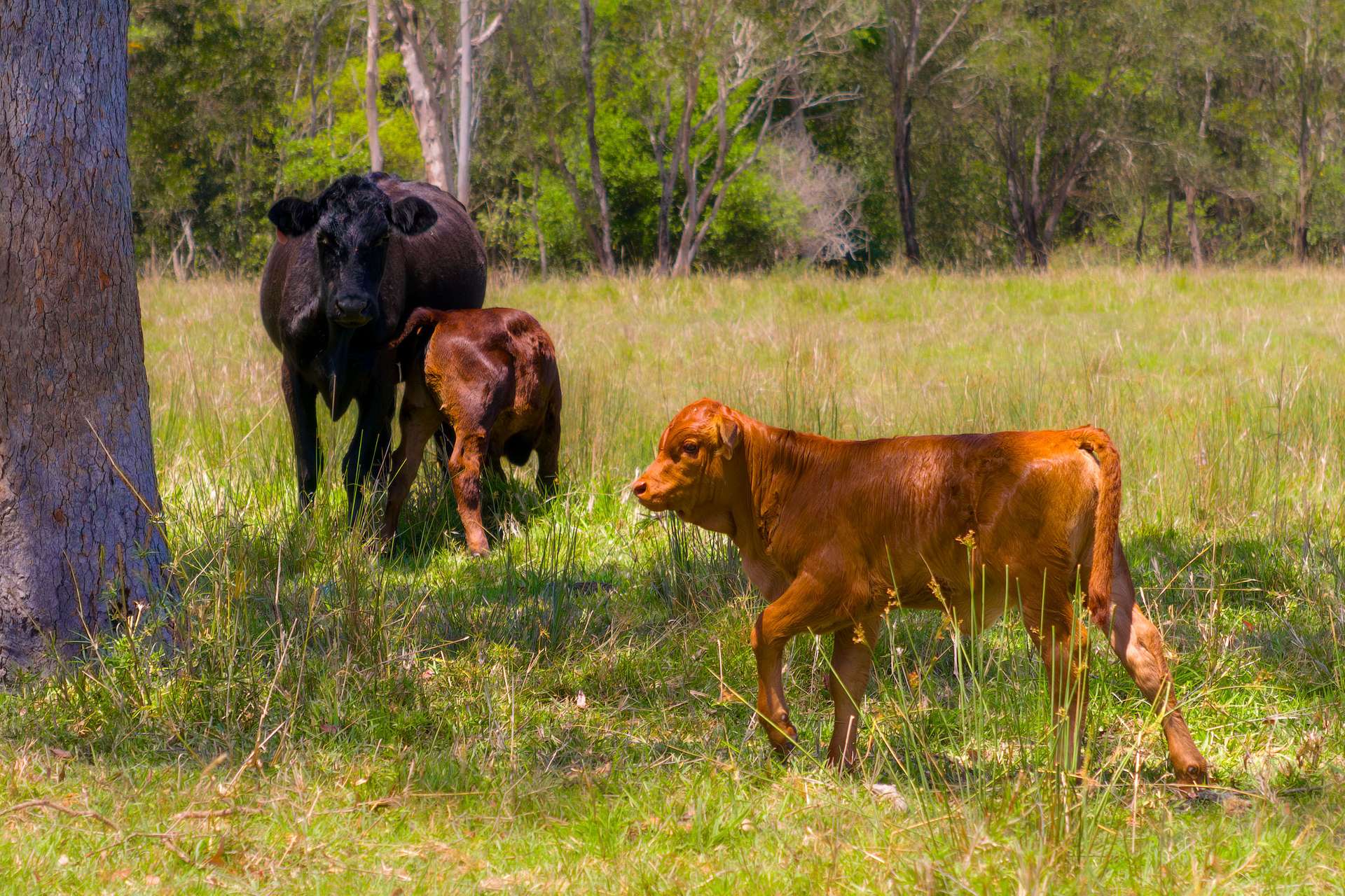 1127 Old Maryborough Road, Corella For Sale by Farmbuy.com - image 4