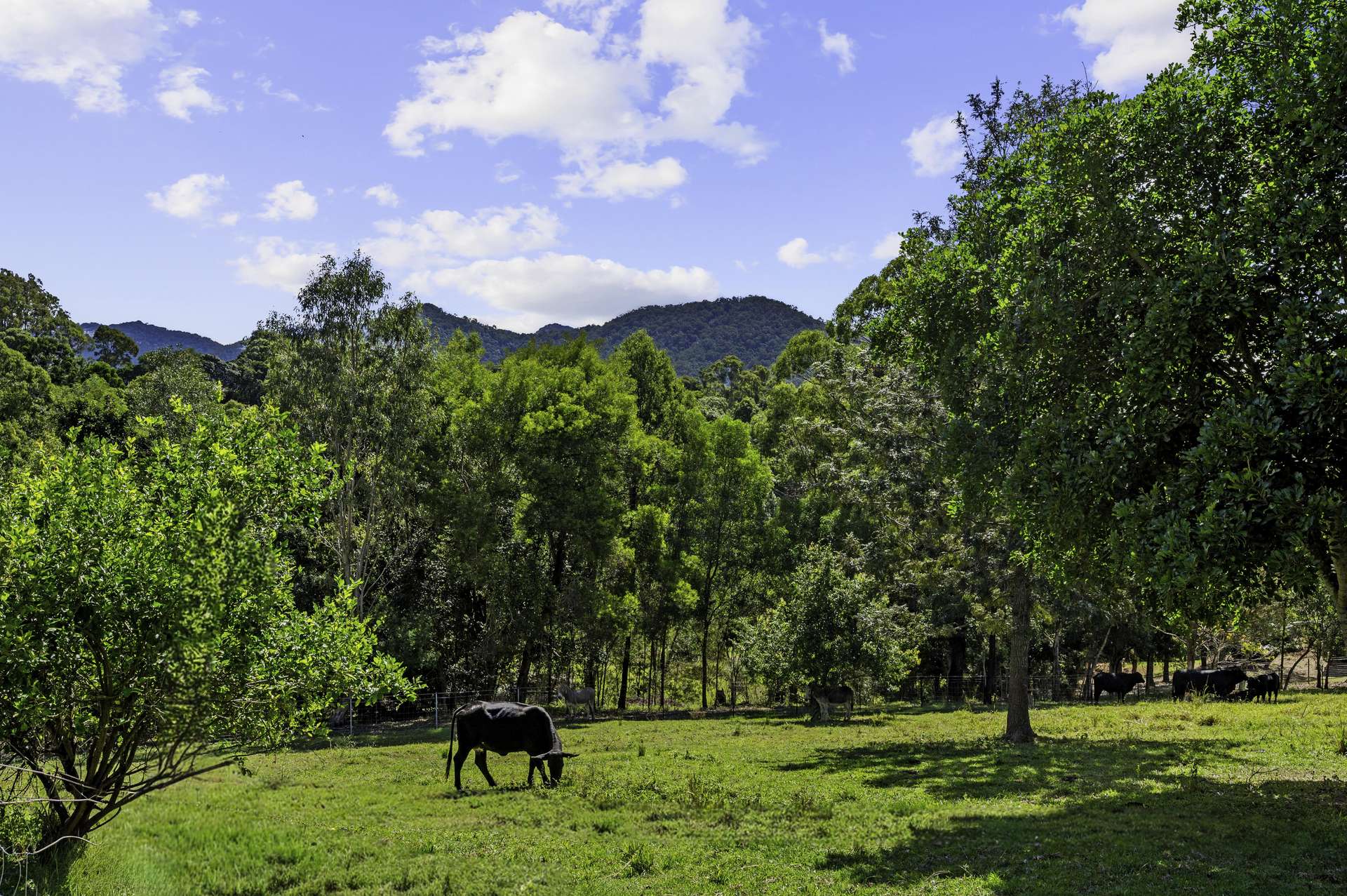92 Halls Road, Cedar Creek For Sale by Farmbuy.com - image 27