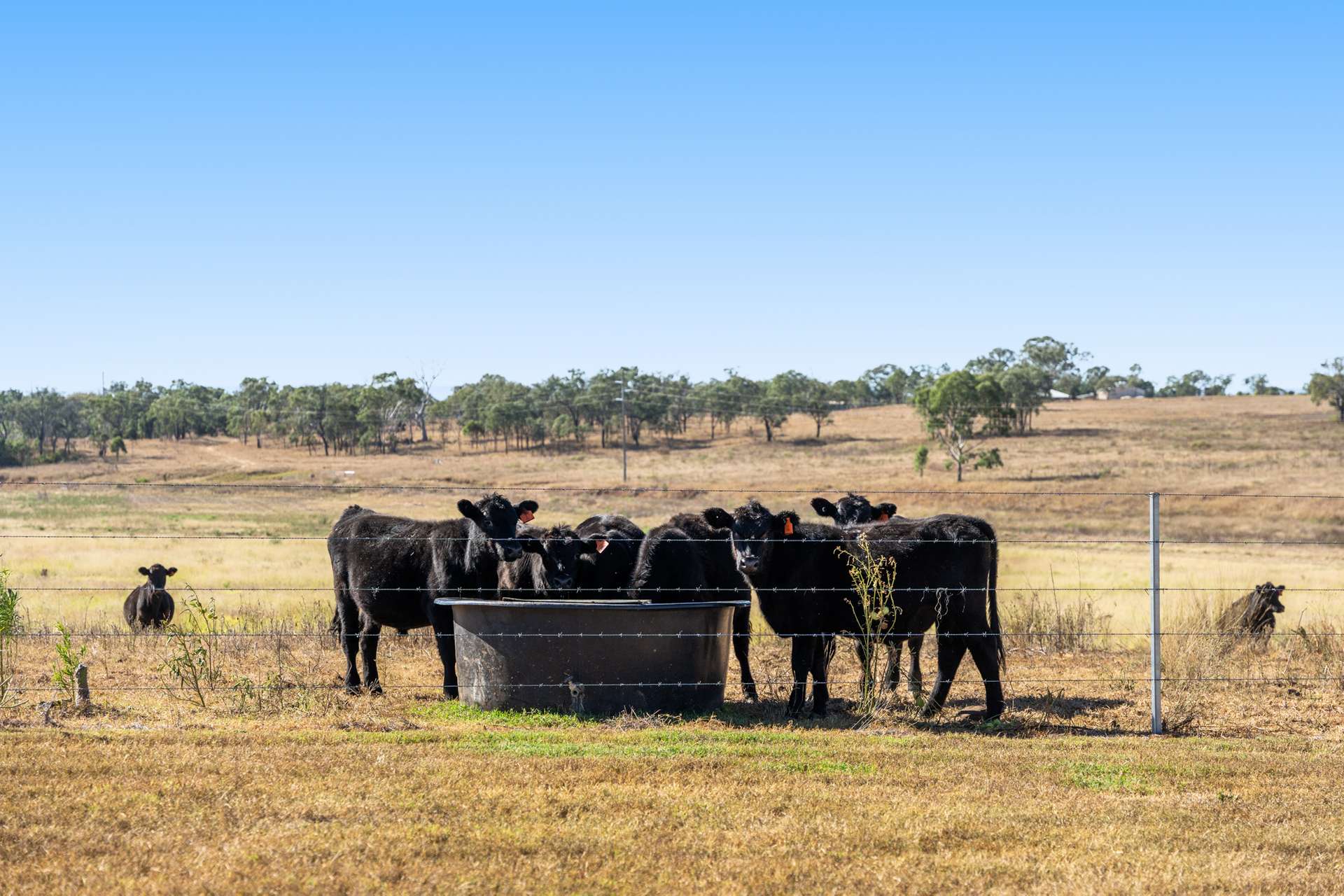 "Springdale" 44 Whittaker Road, Southbrook For Sale by Farmbuy.com - image 15