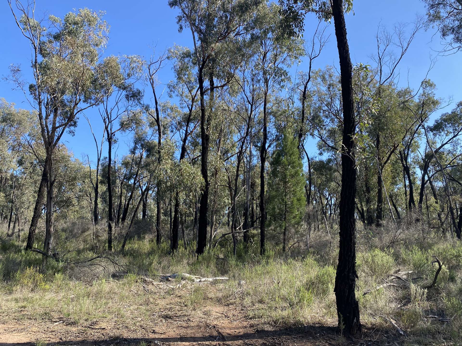 Lot 16, 2111 Carlisle Road, Fifield Auction by Farmbuy.com - image 2