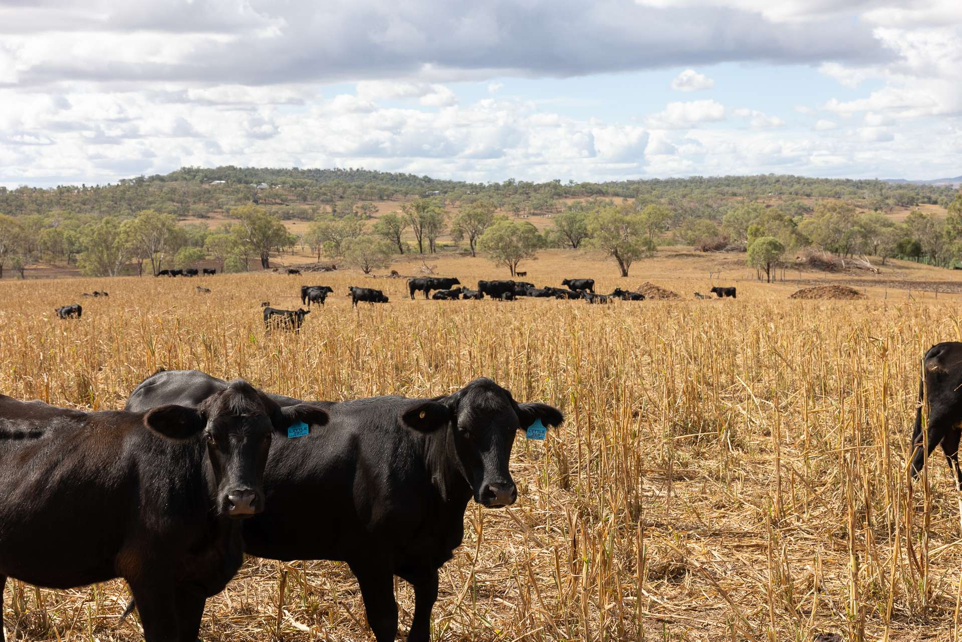 "Hi-View" 299 Hudson Road, Felton For Sale by Farmbuy.com - image 6